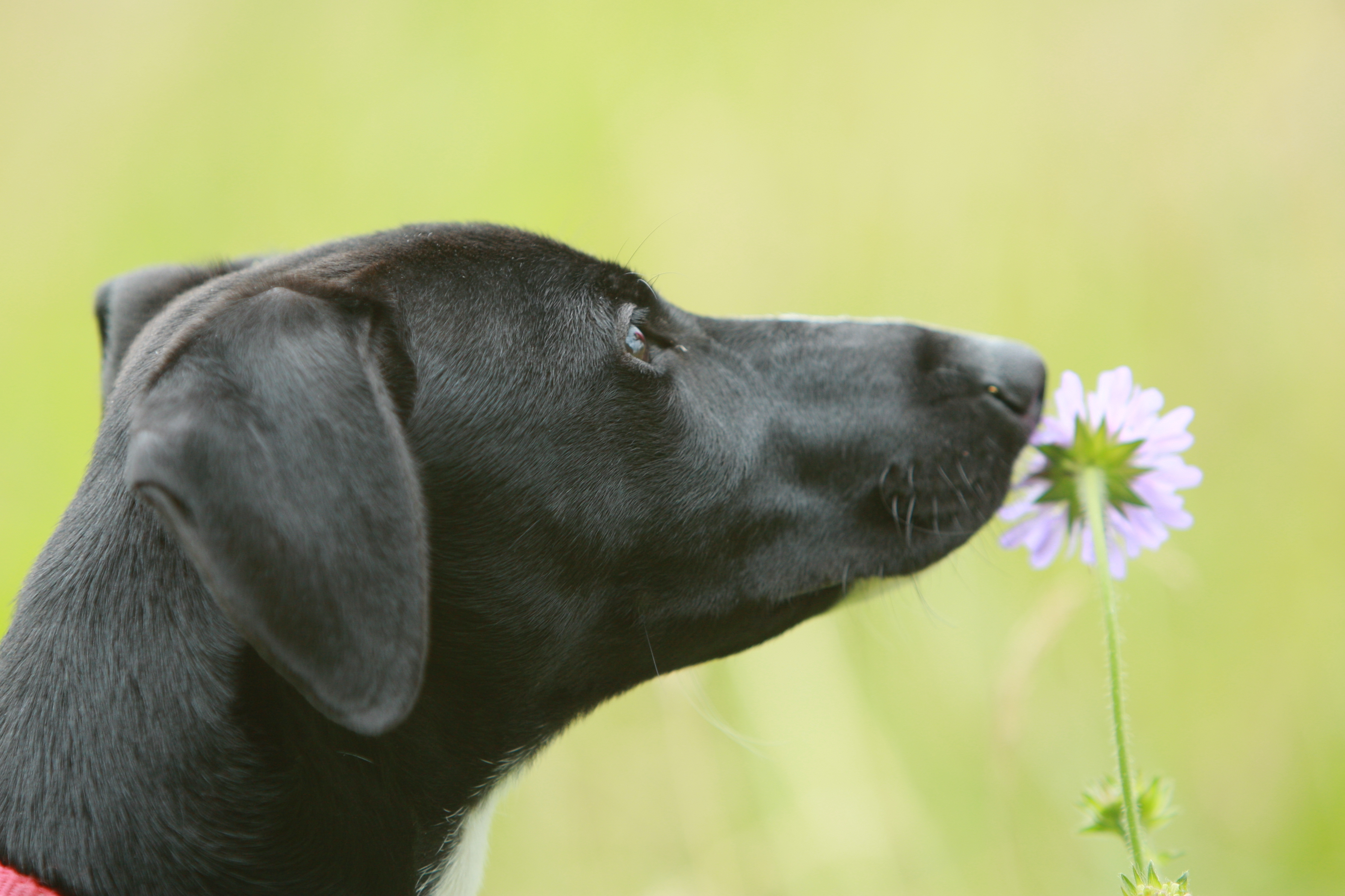 a black dog sniffs a purple flower