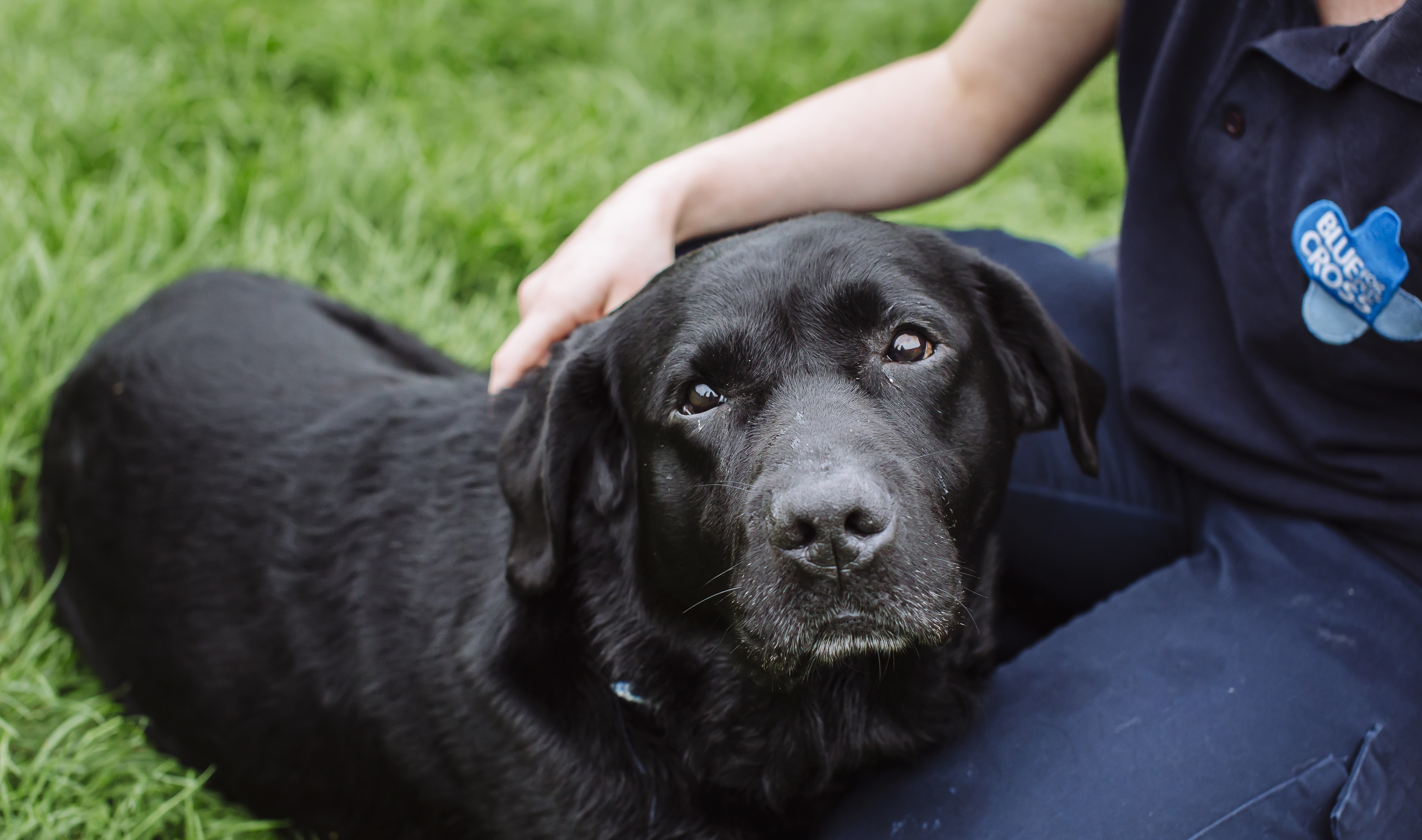 a black labrador looks towards the camera whilst resting his head on a Blue Cross staff member's knee