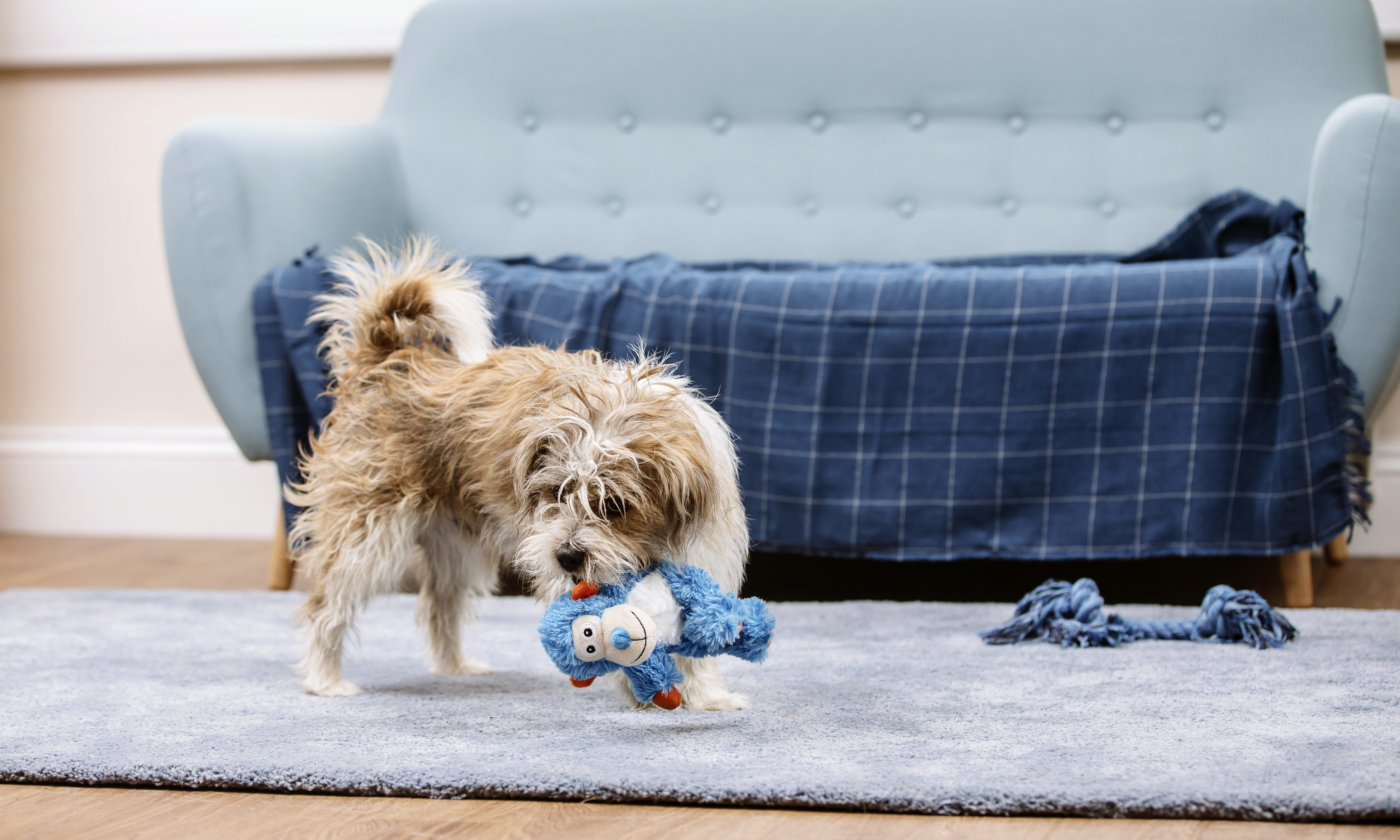 a terrier cross puppy chews on a toy