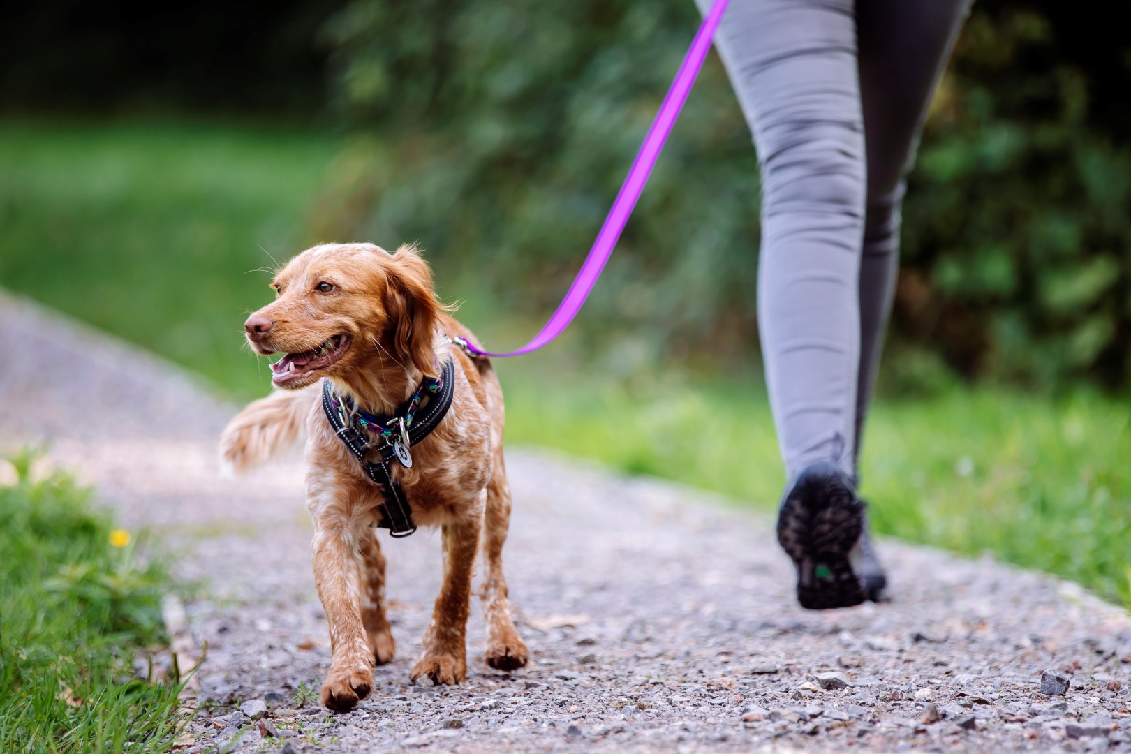 a cocker spaniel walks on a lead