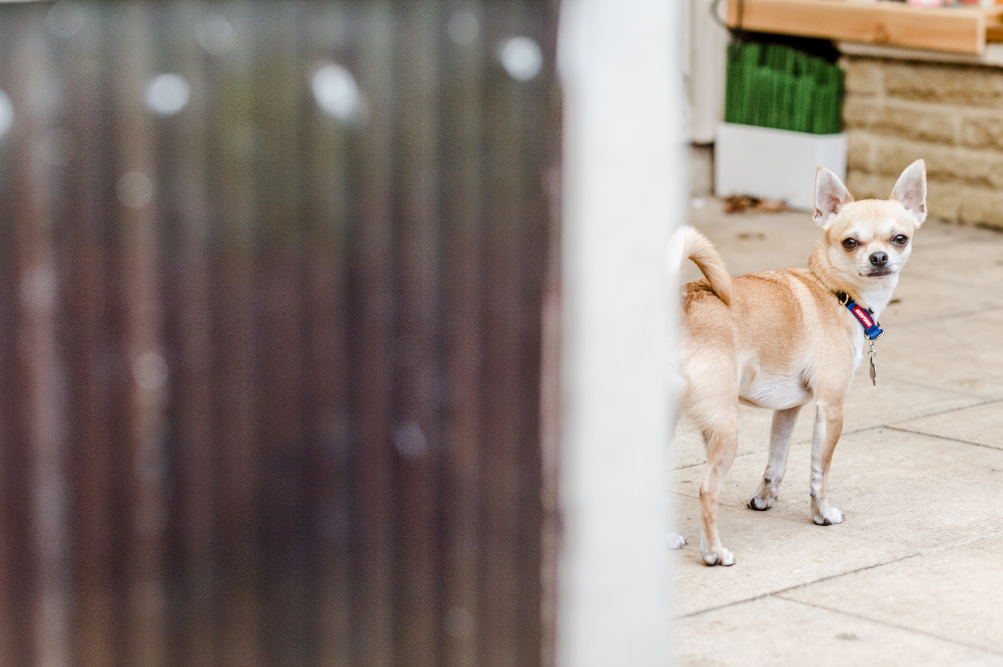 a Chihuahua peers round a garden gate