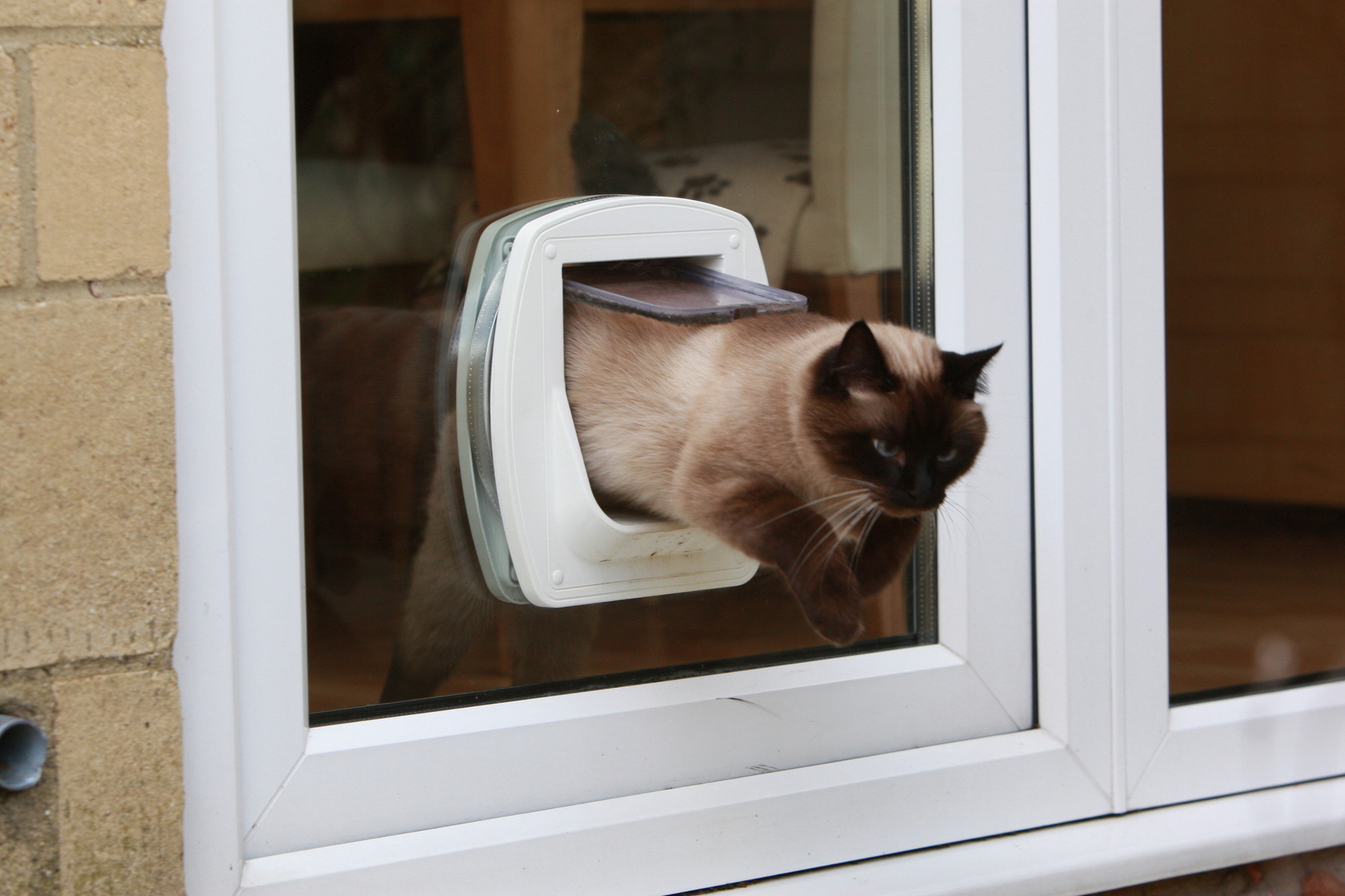 Cat going through cat flap