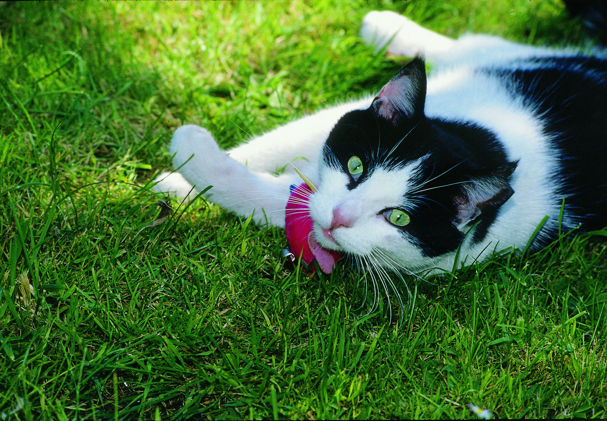 Black and white cat on grass