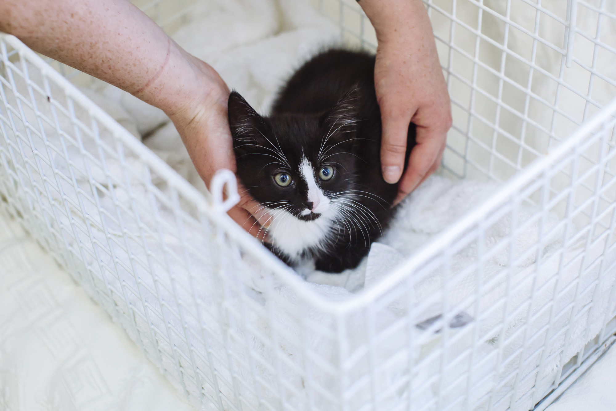 Black and white kitten in a carrier