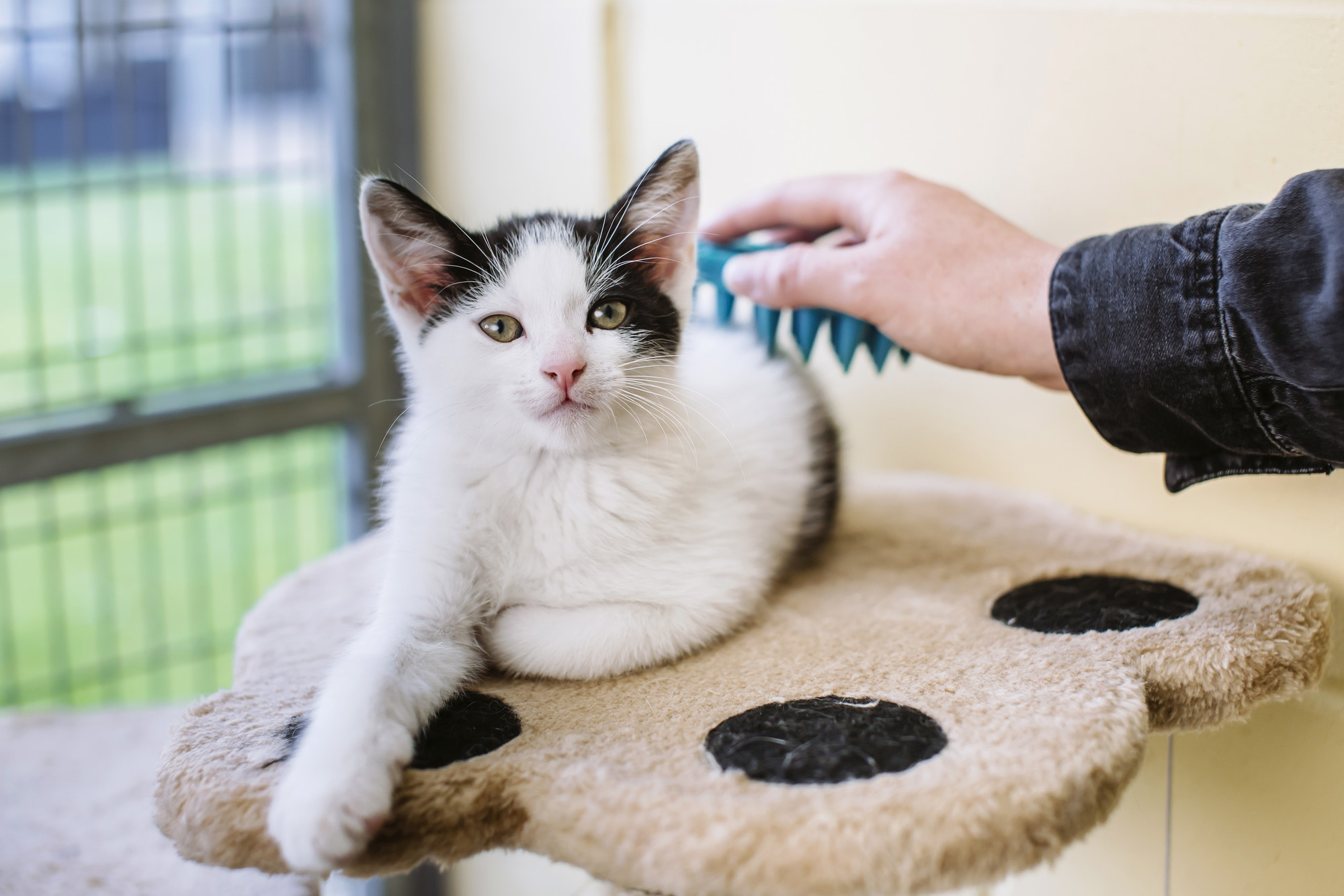 White and black kitten being groomed with a rubber brush