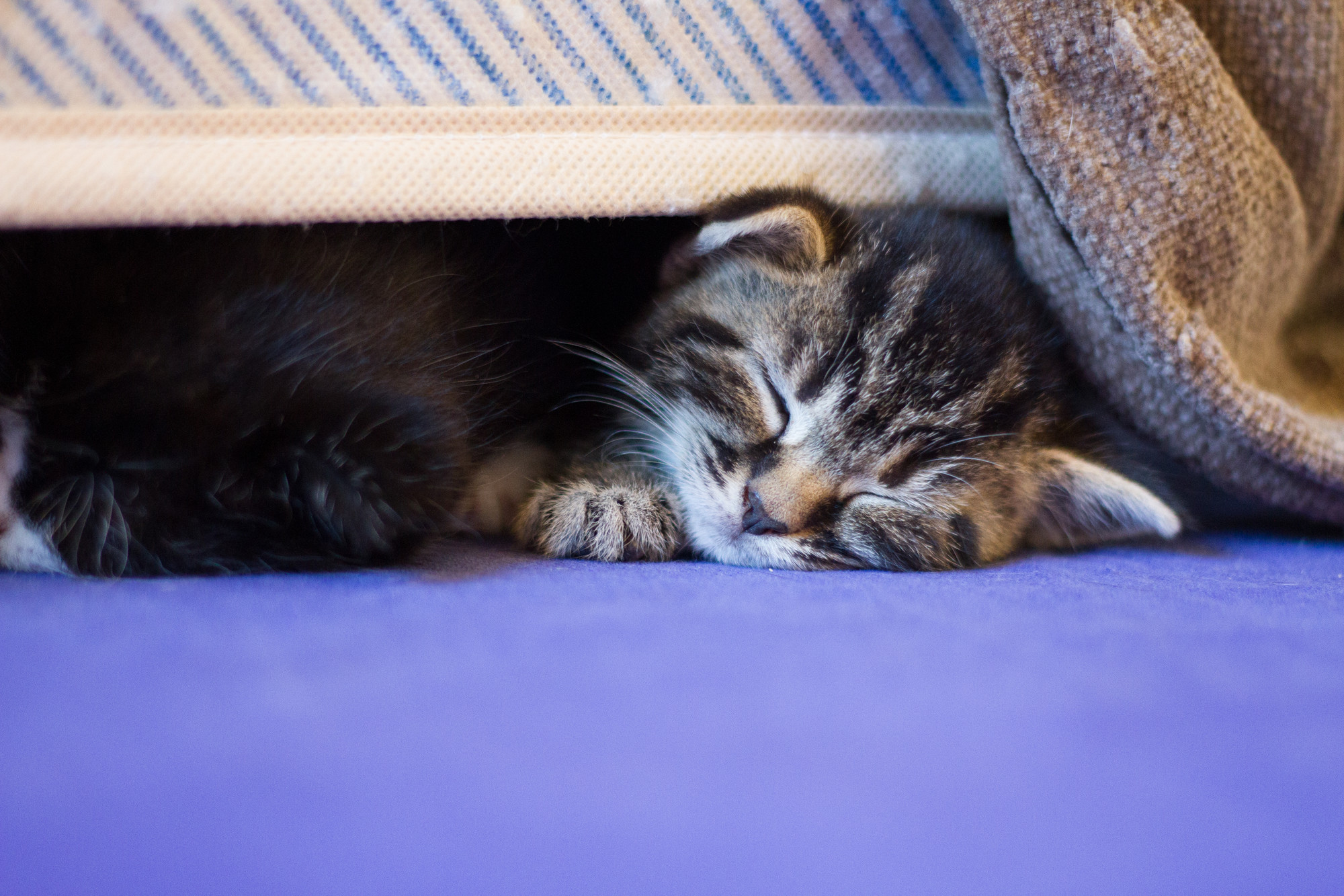 a tabby kitten sleeps under a chair