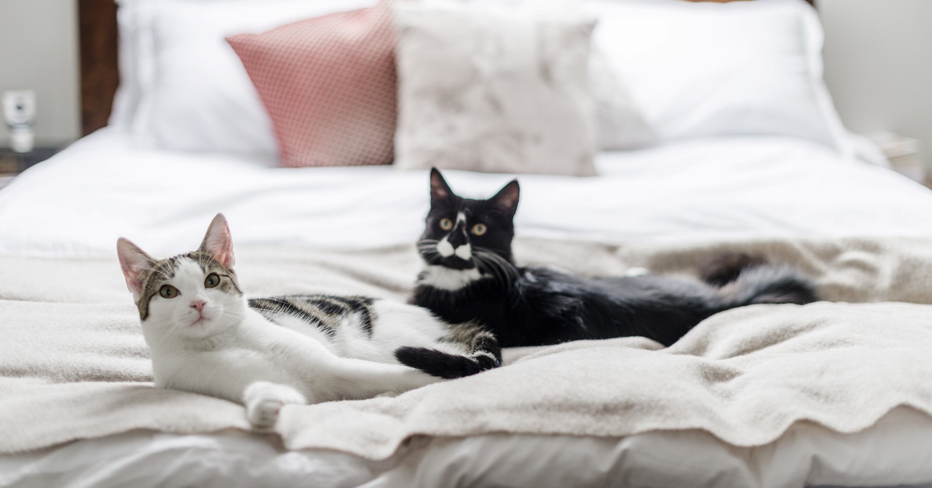 a tabby cat and a black and white cat lie next to each other on a bed