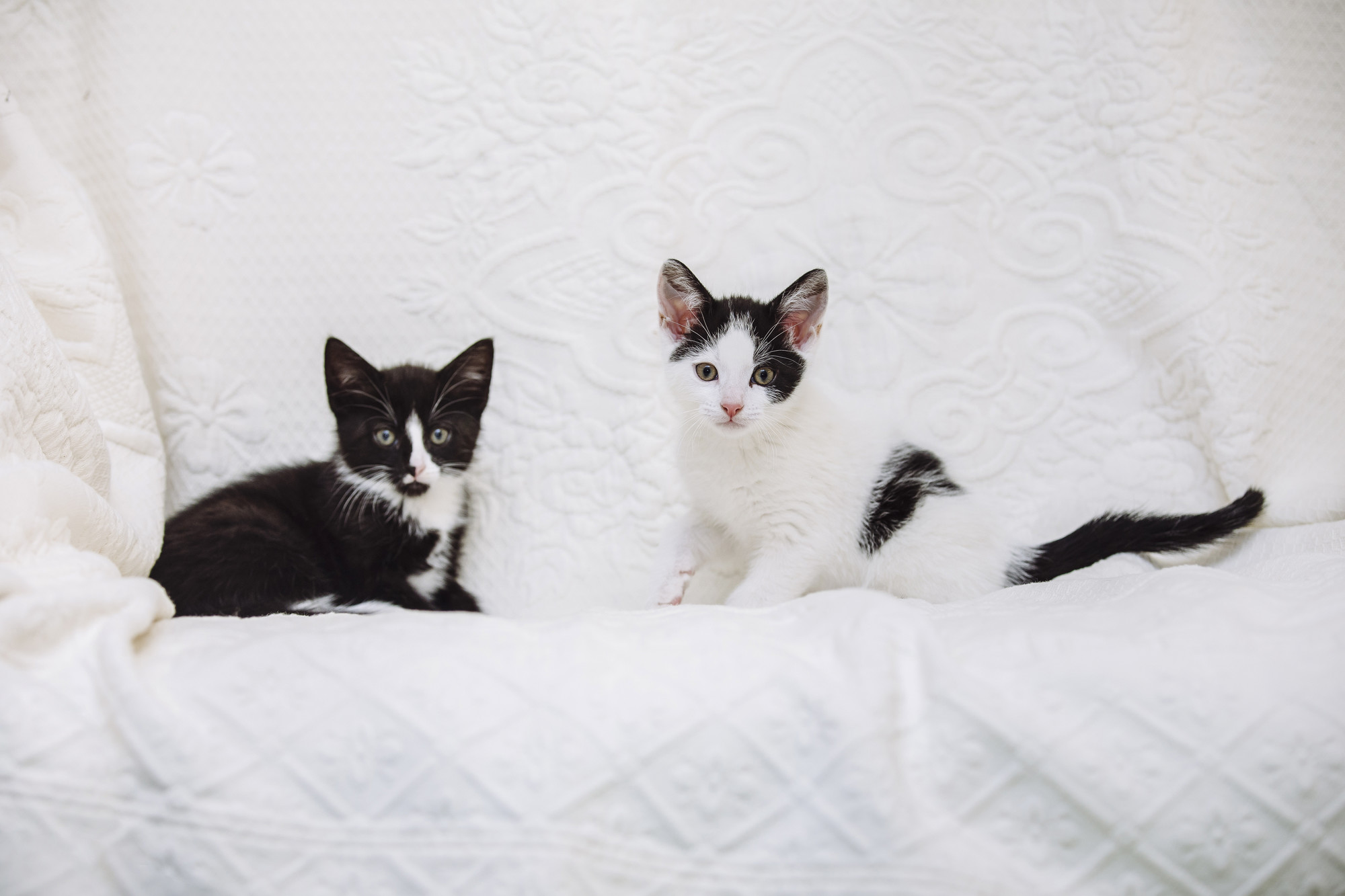 two black and white kittens sit next to each other and look directly at the camera