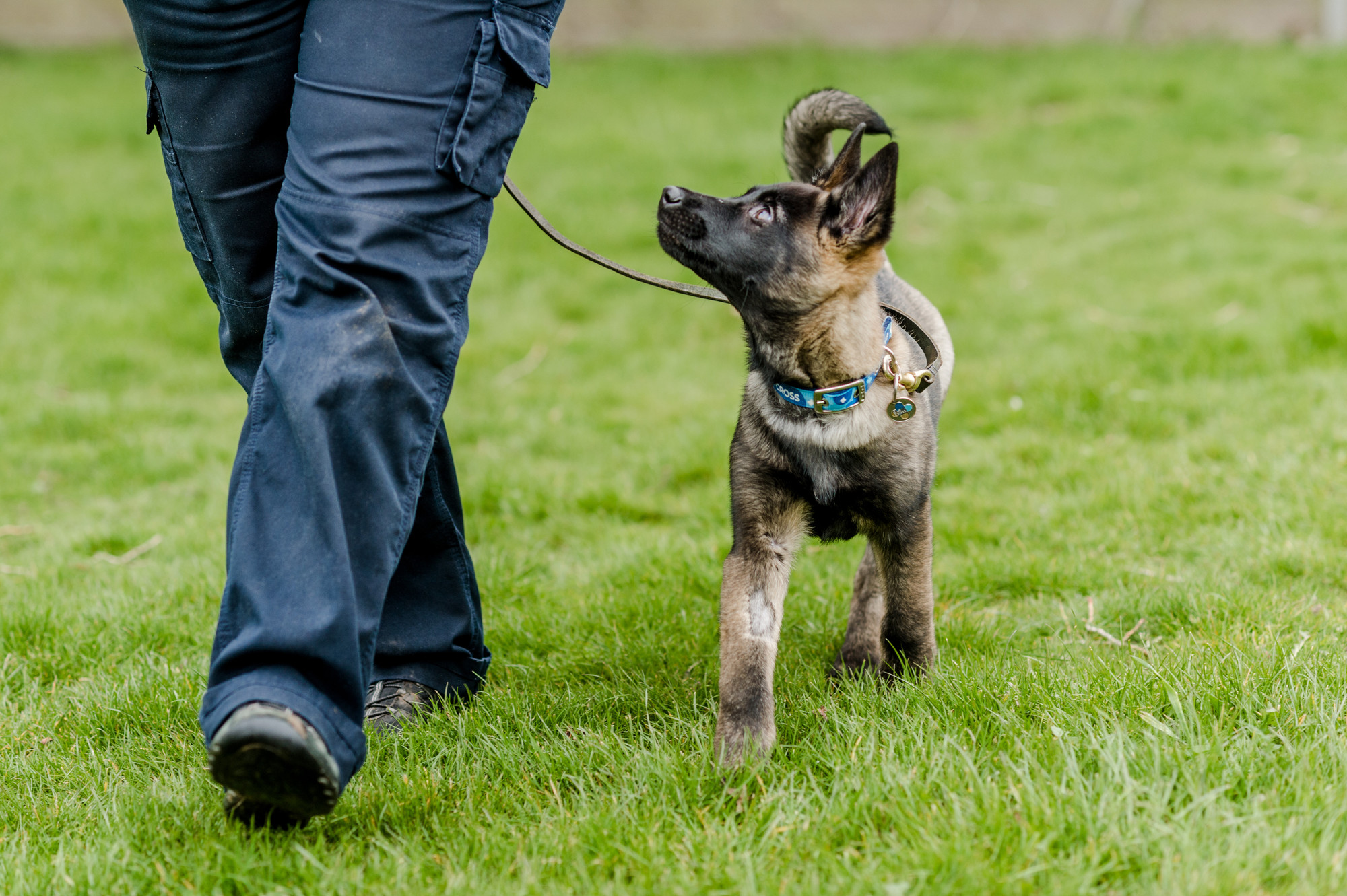 Puppy Belgian shepherd on lead looking at owner