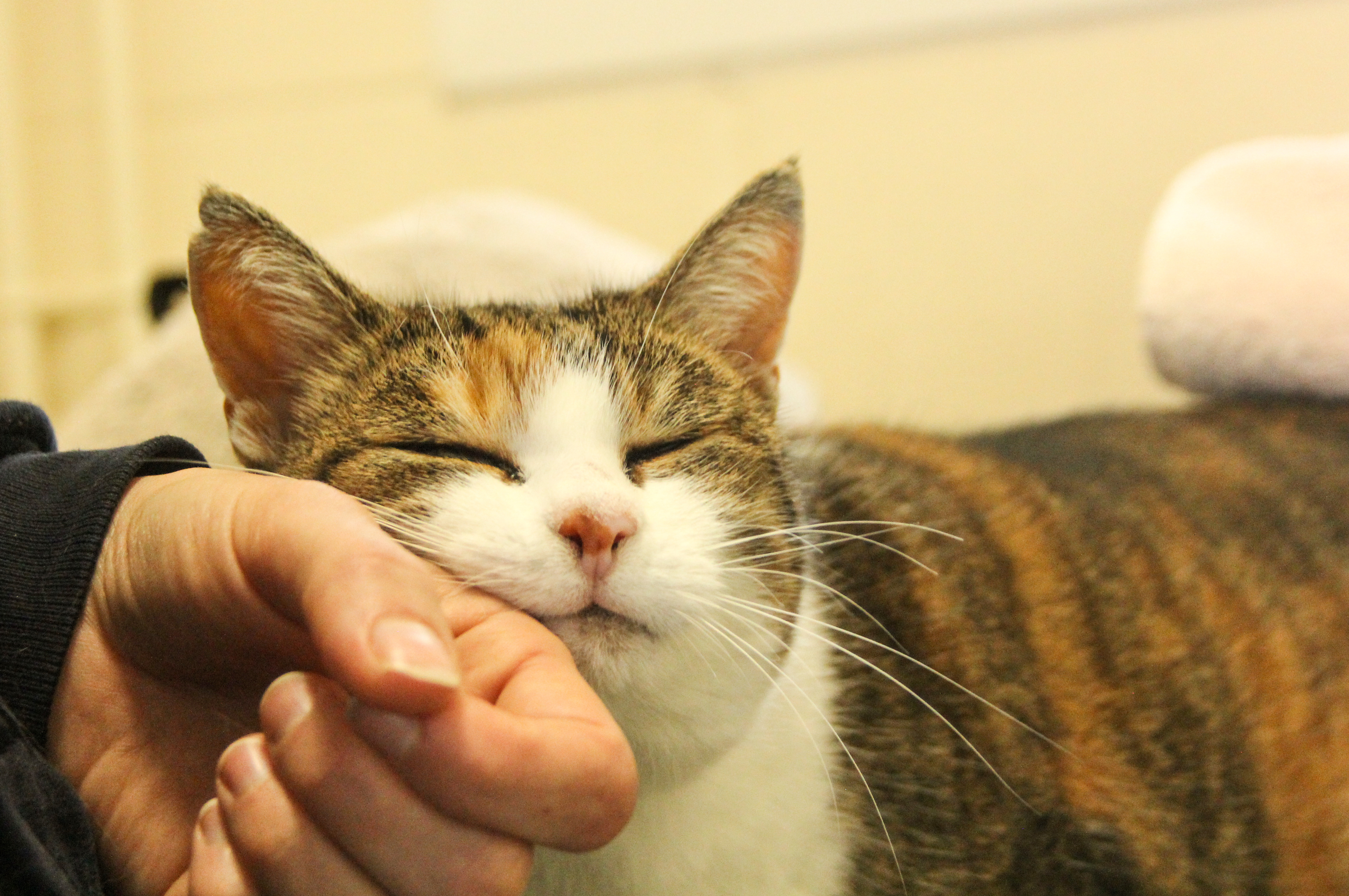 a tabby and white cats leans into a human hand for a fuss and headrub