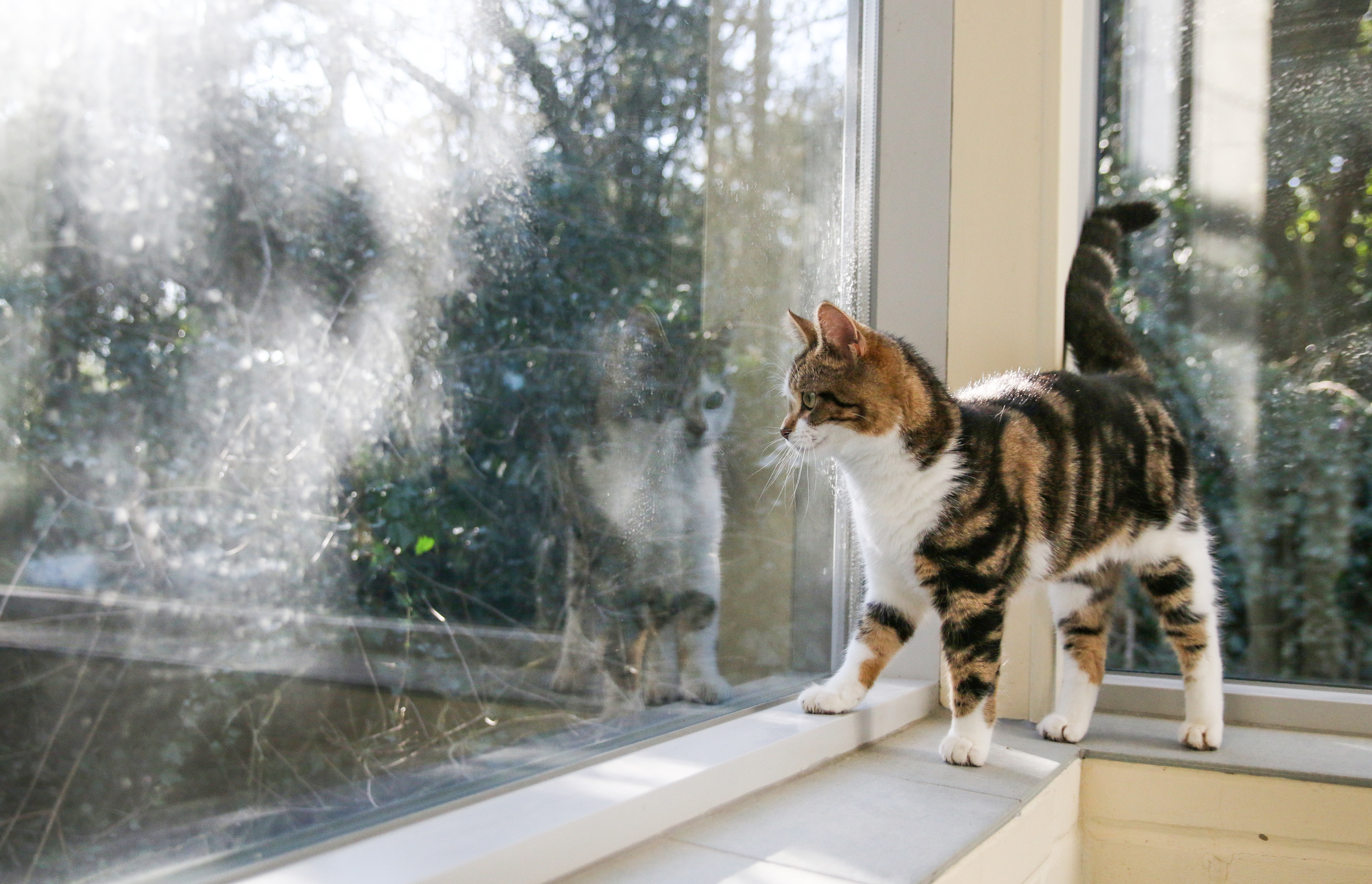 a tabby and white cat stands on a windowsill and looks out of the window