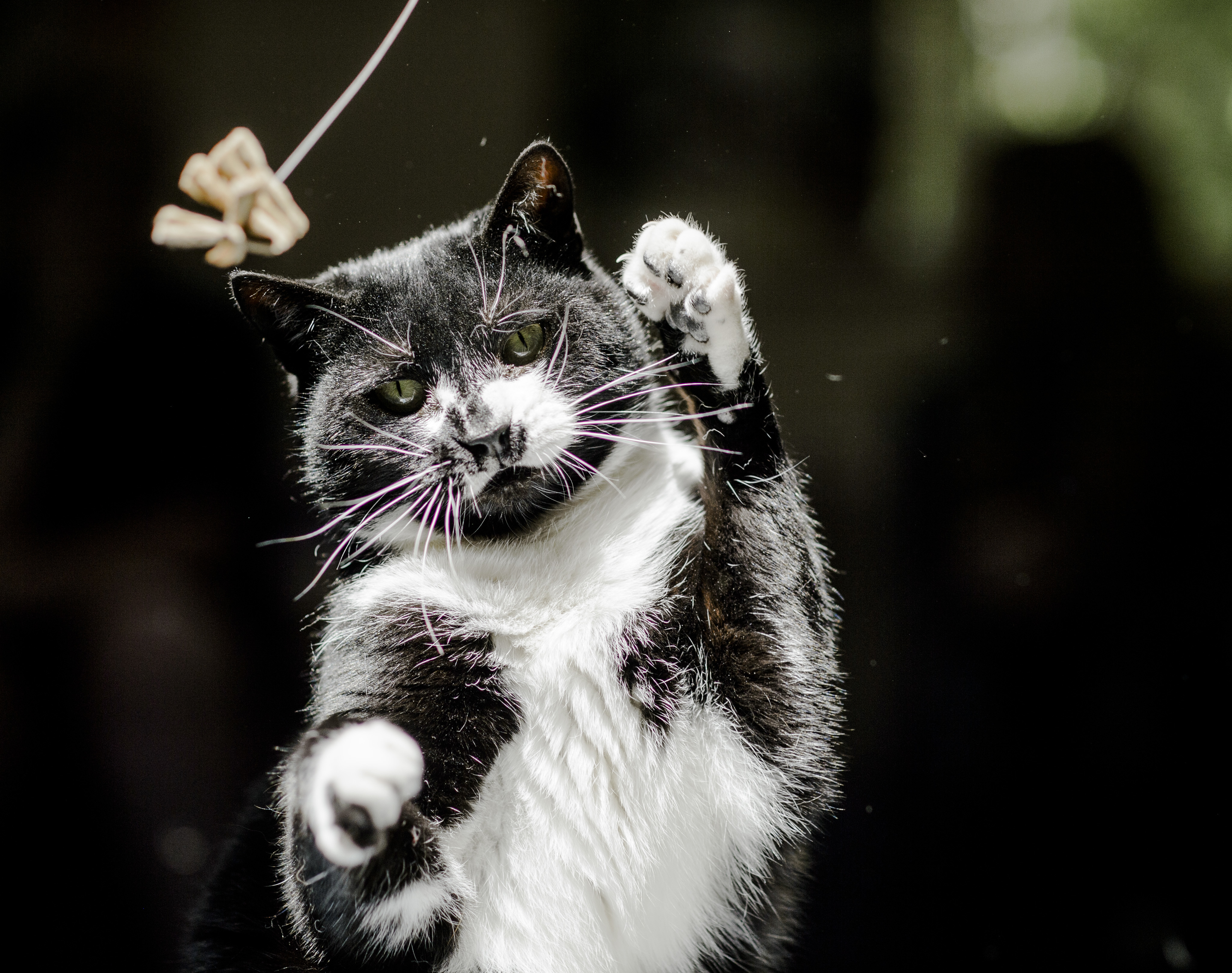 a black and white cat swipes at a toy in front of them