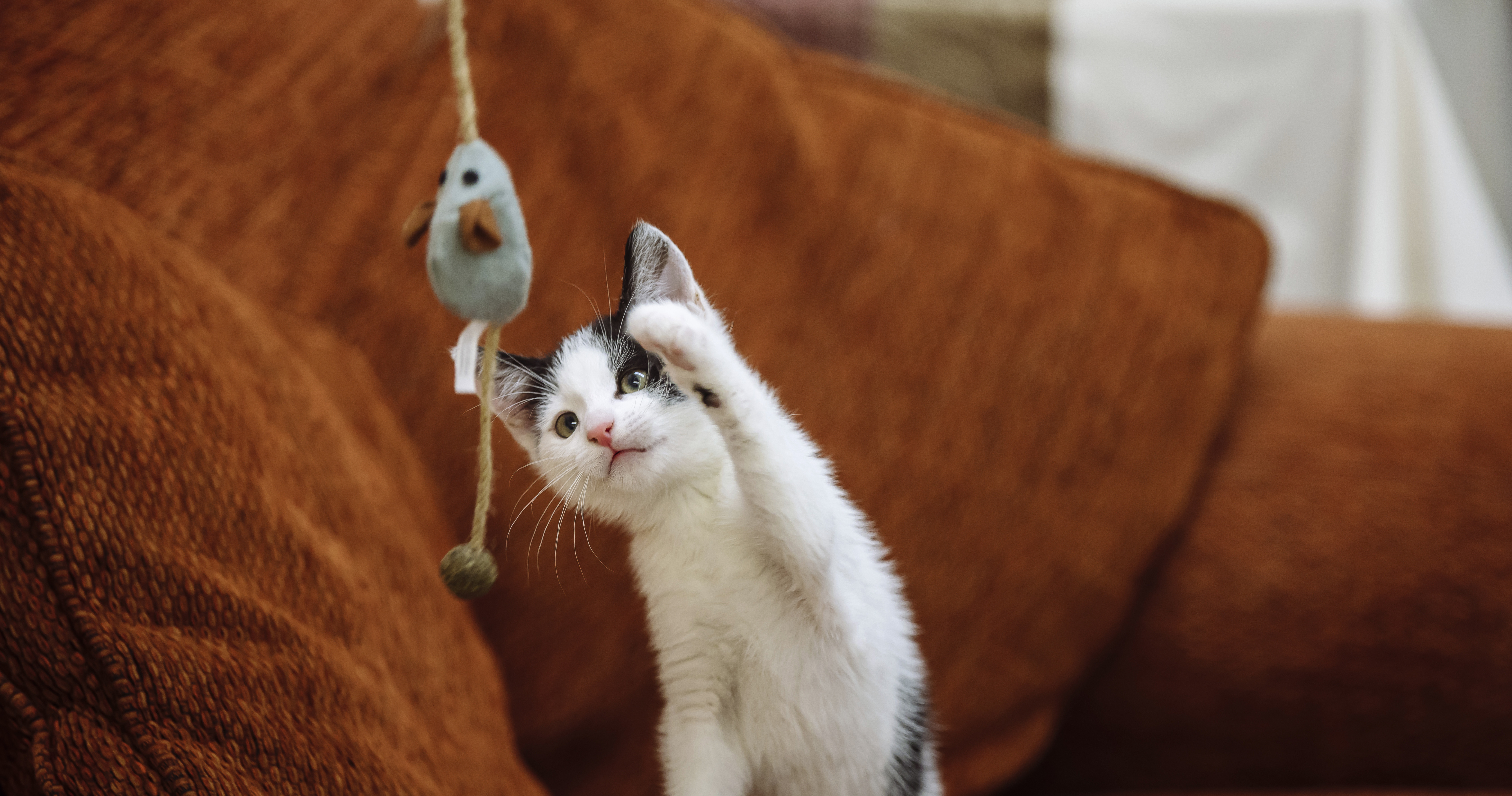 a white and black kitten takes a swipe at a mouse fishing rod toy