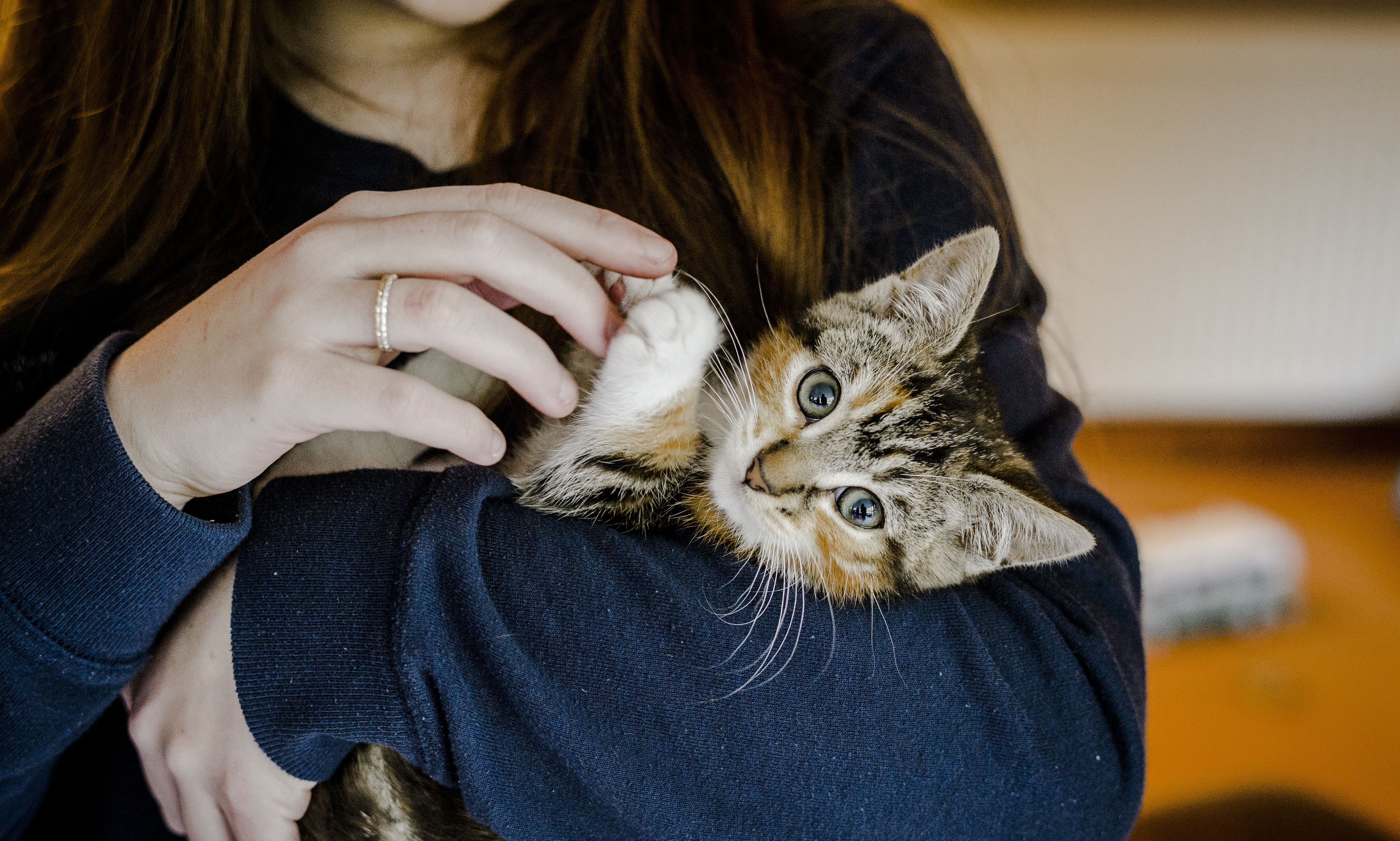 how many kittens does a cat have the first time