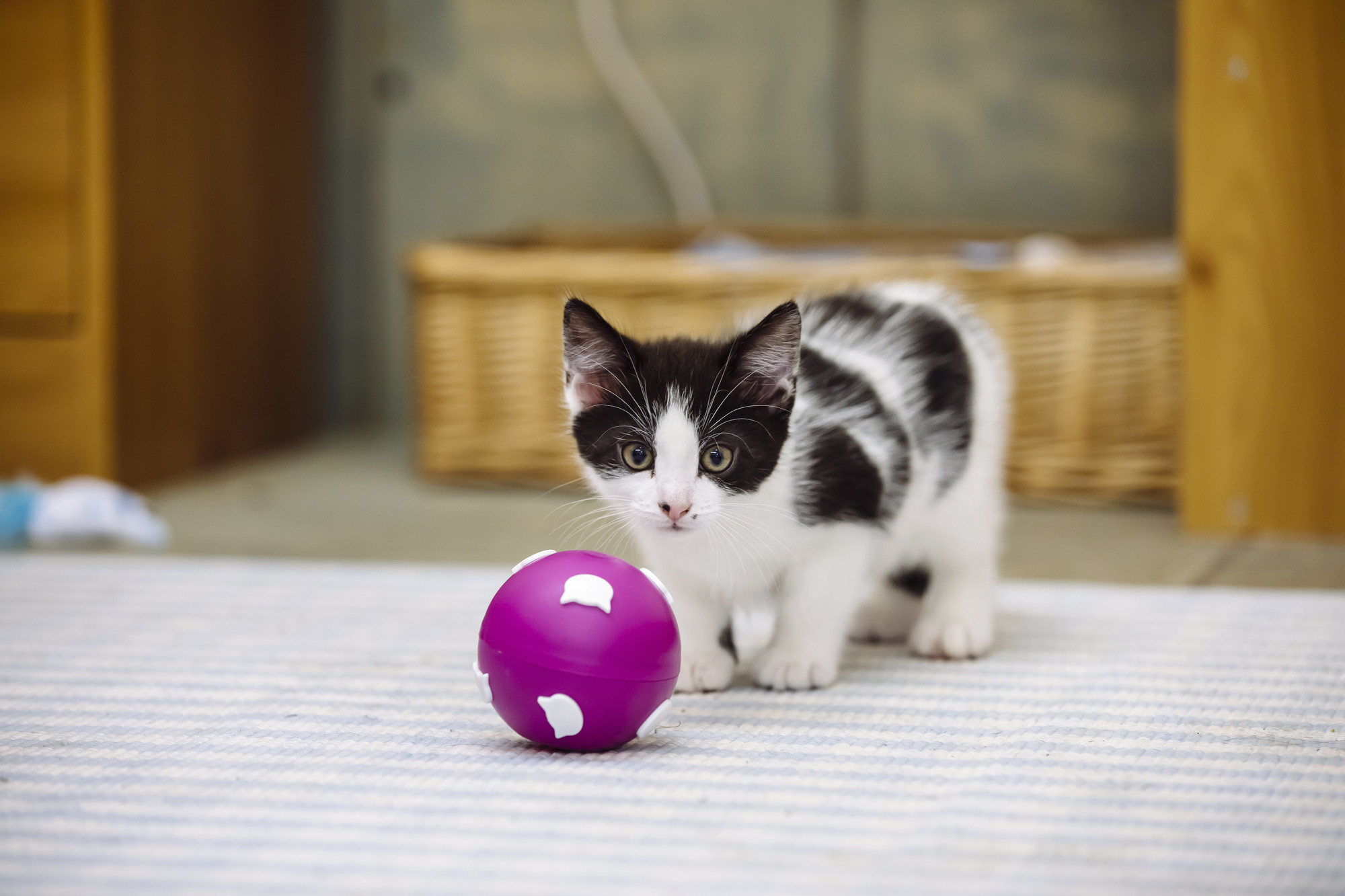 Black and white kitten stalking pink puzzle ball