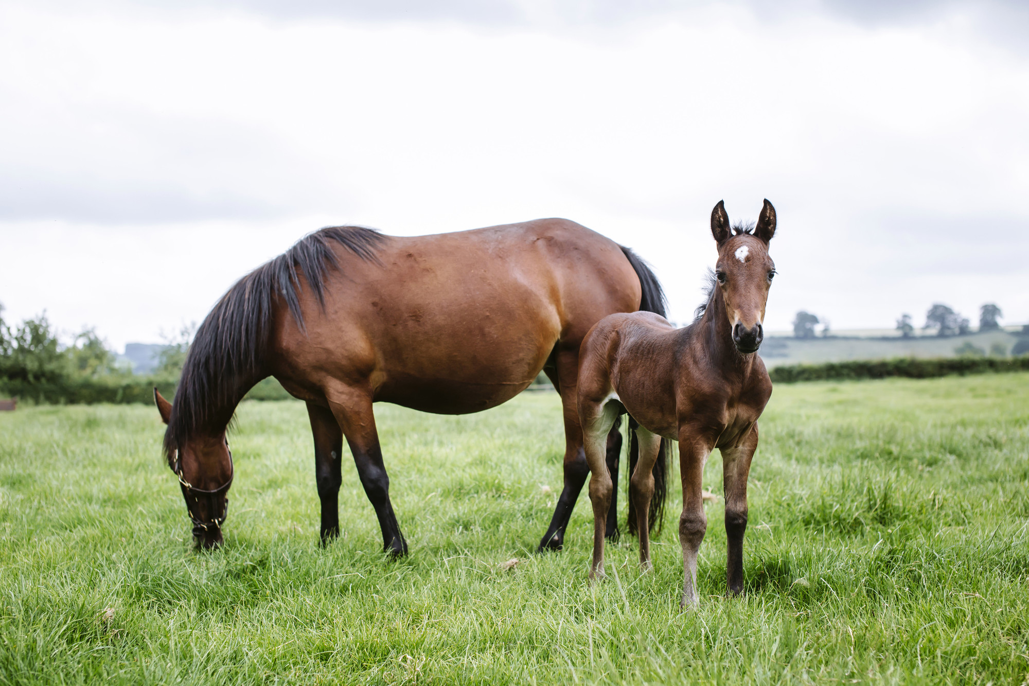 Horse grazing with foal in a field 