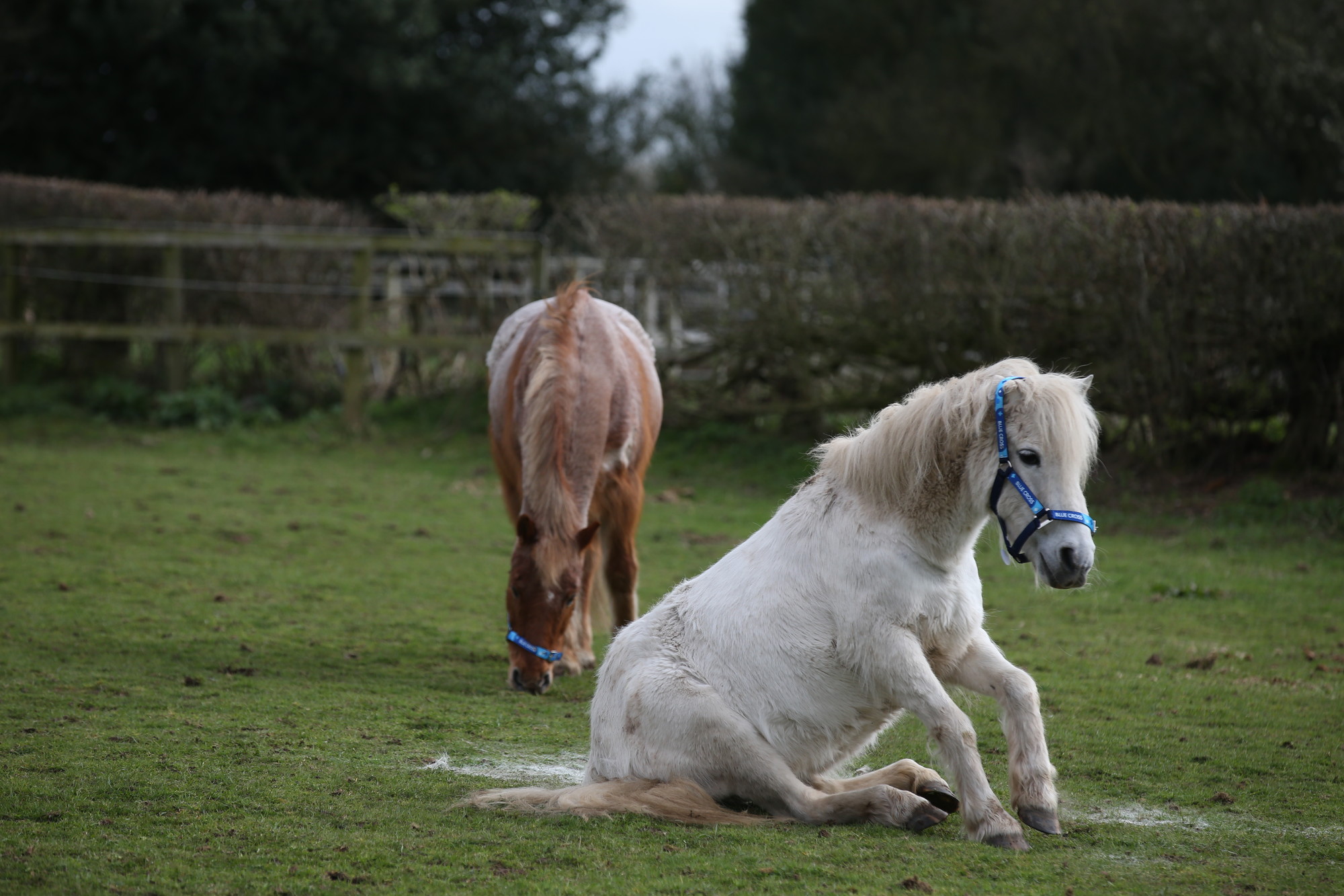 White Shetland pony sat down in a field