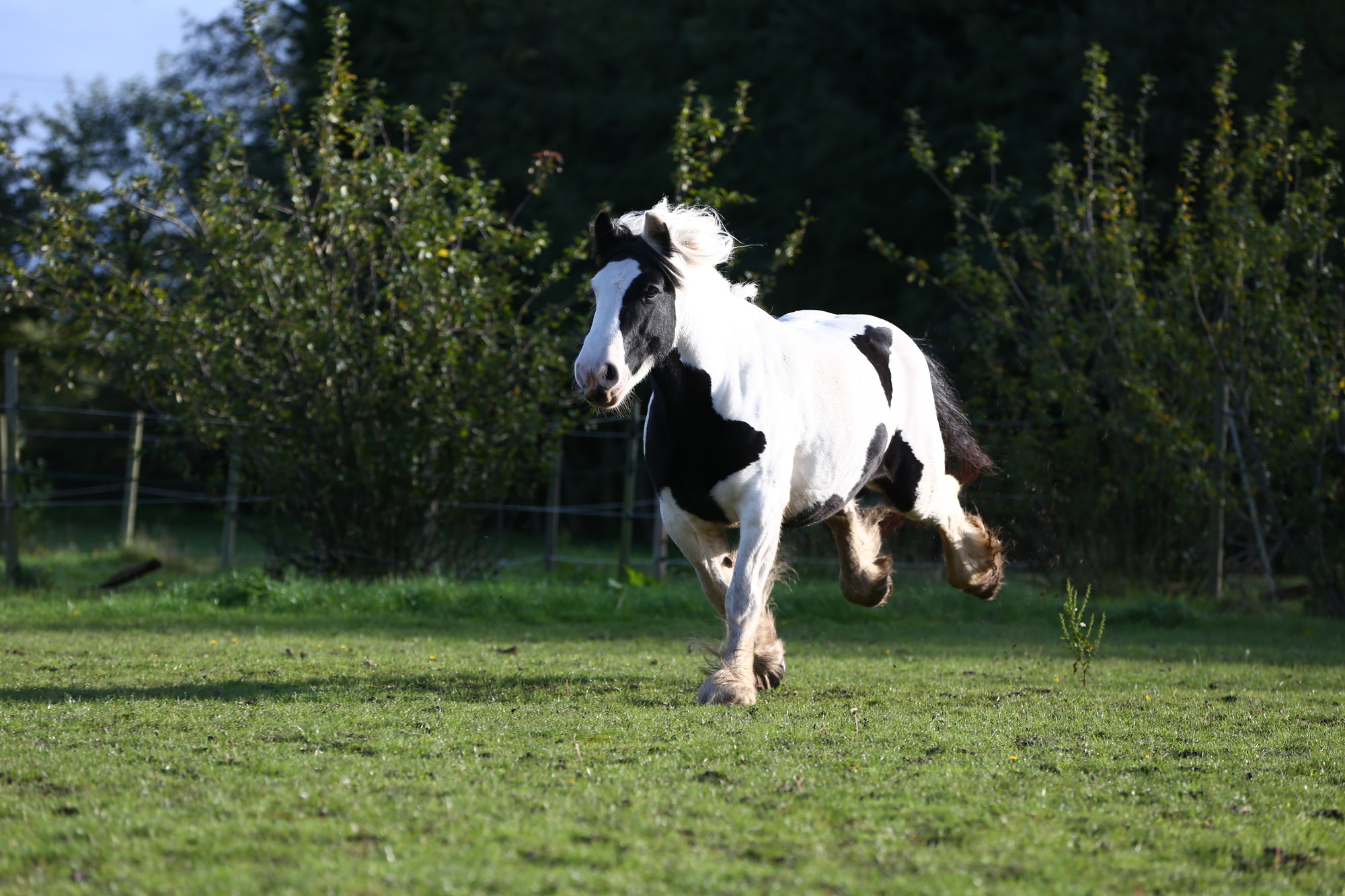 White and black horse running through field