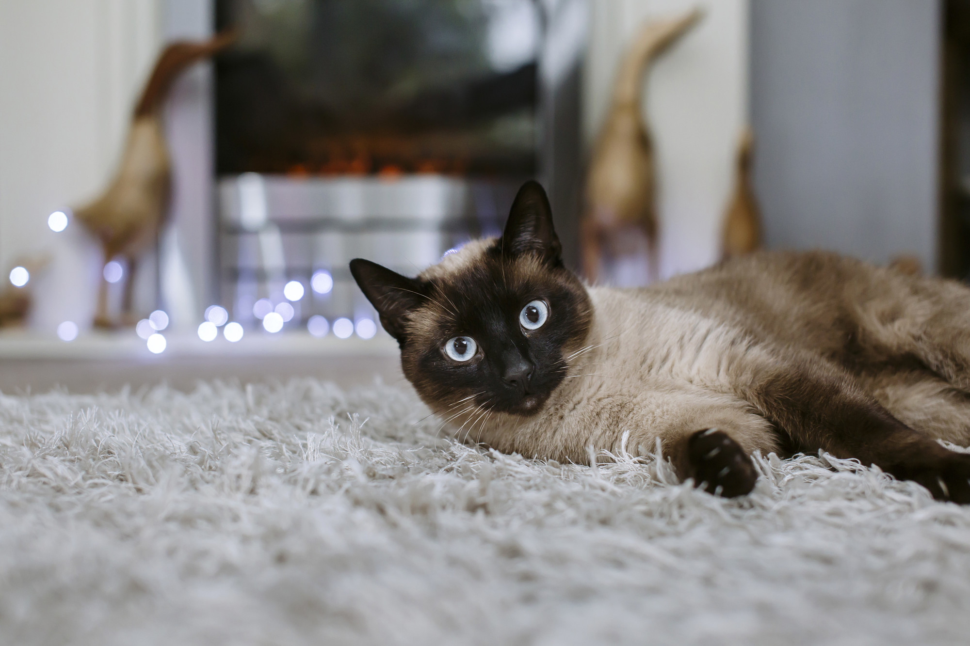 Burmese-cross cat lying on fluffy rug, looking into camera