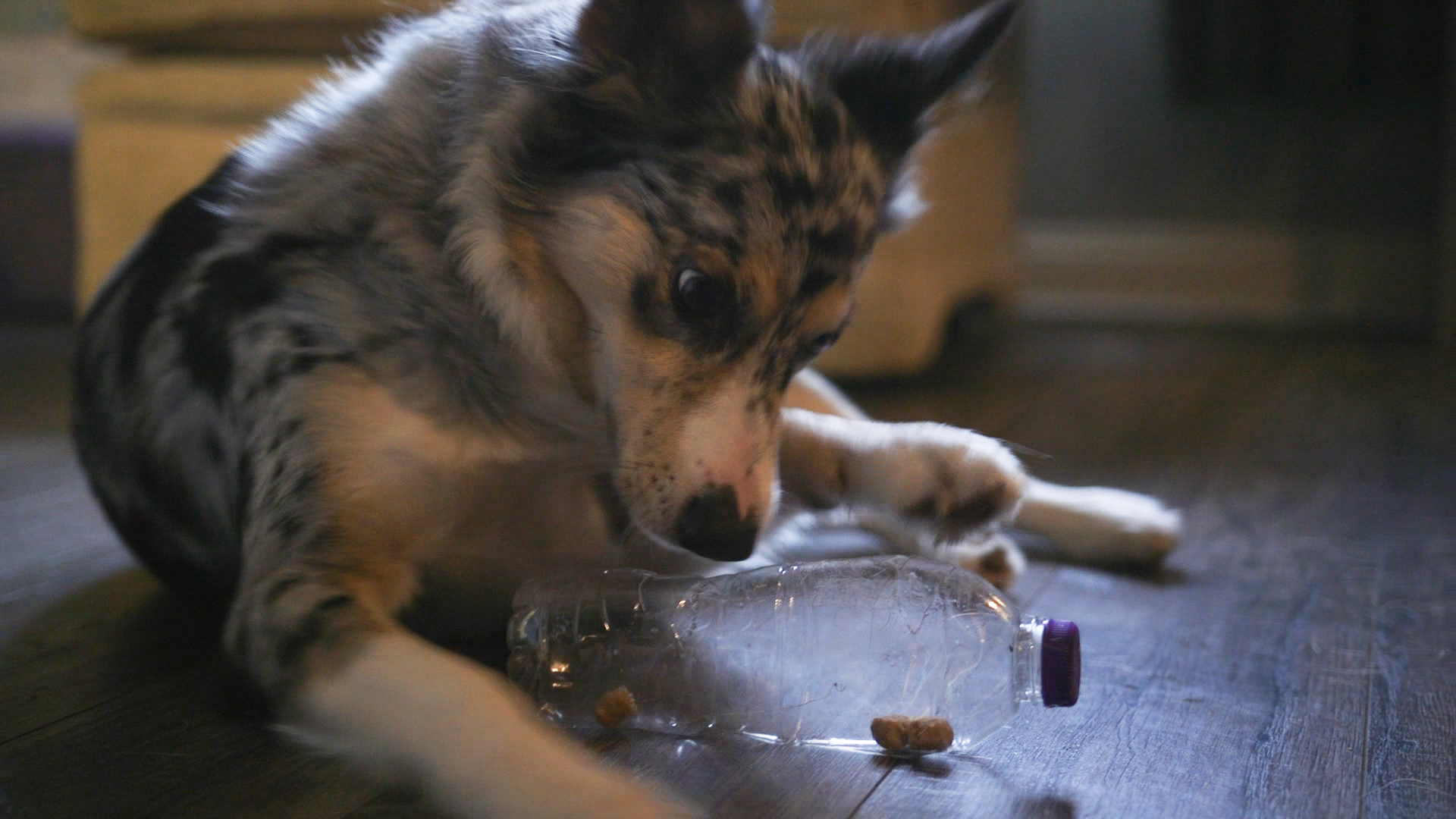 Dog playing with water bottle treat dispenser