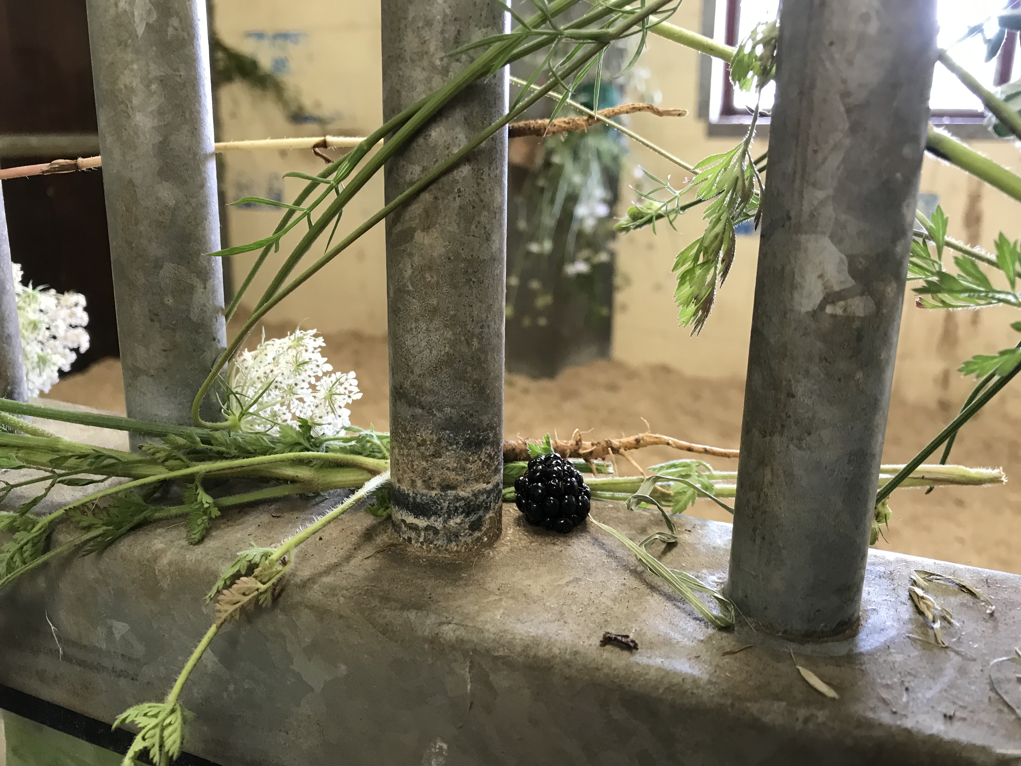 Plants in stable