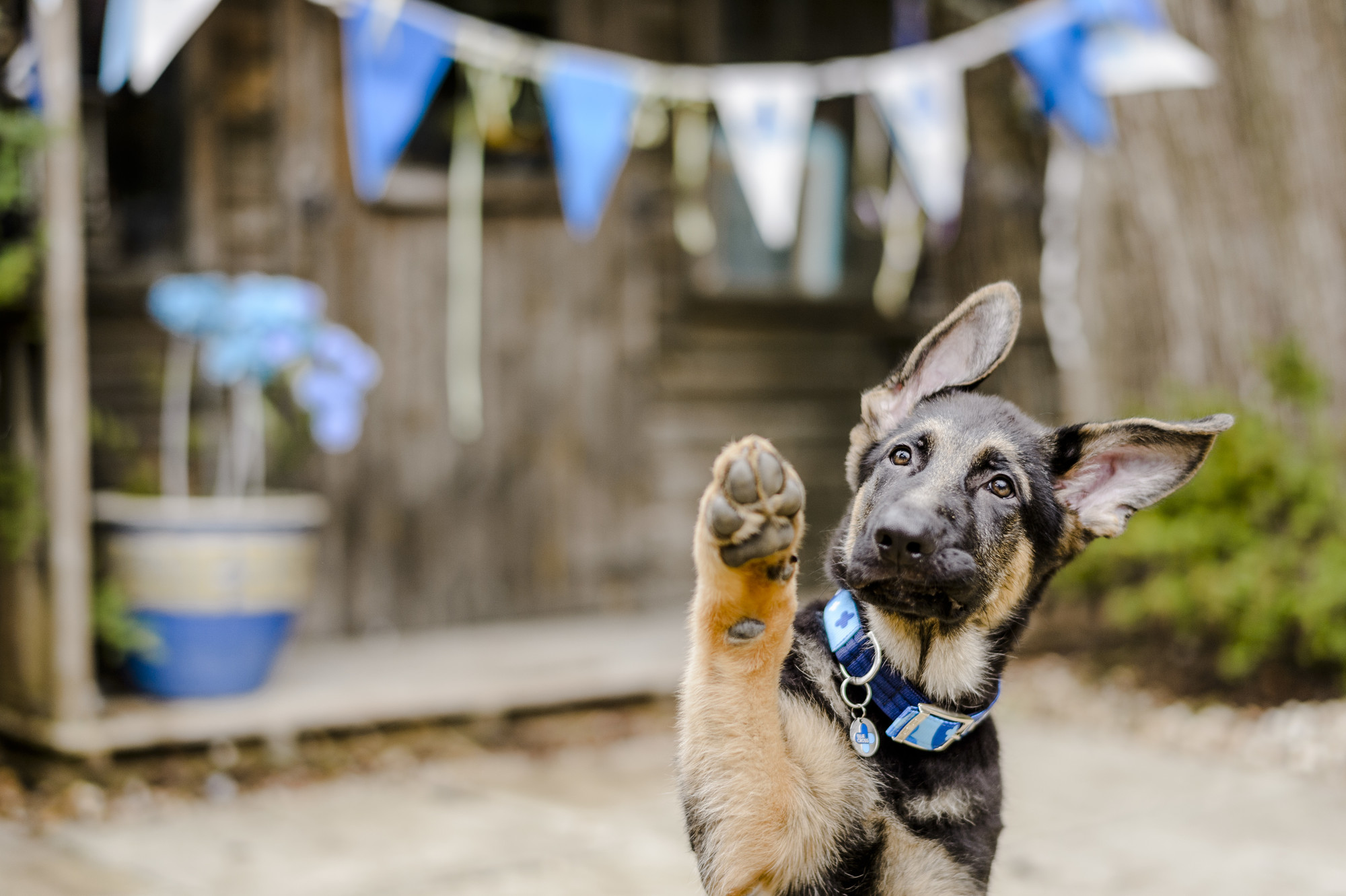 German shepherd puppy with one paw in the air