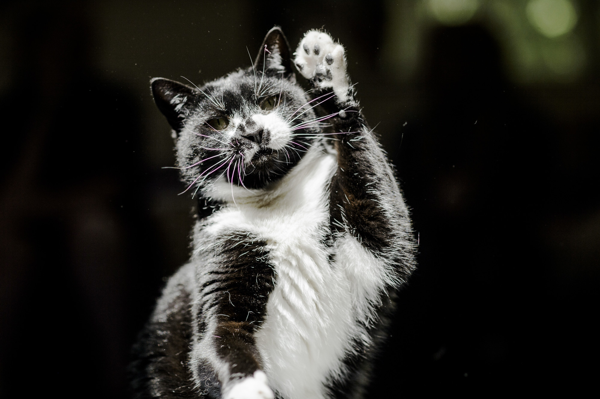 Black and white cat with one paw in the air