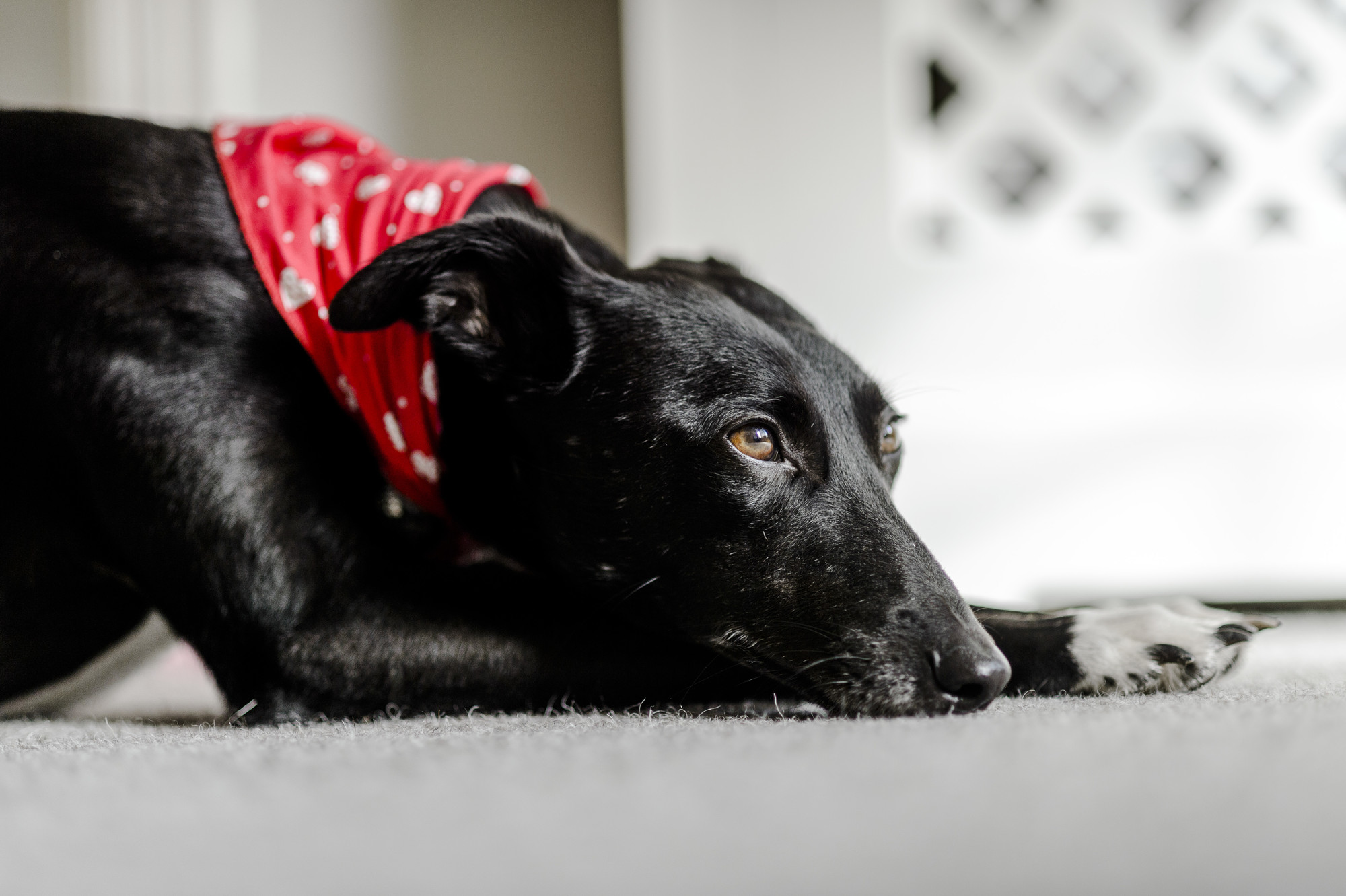 Dog Maggie lying down indoors looking sad