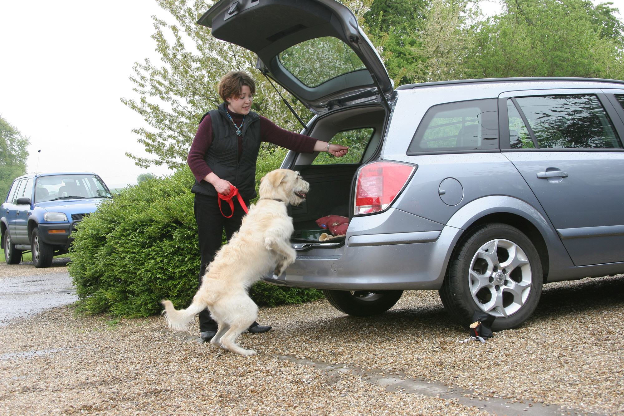 Dog jumping into boot of car with owner guiding them in