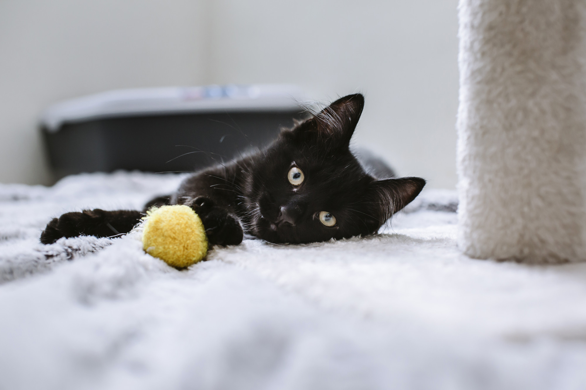 Black kitten with toy