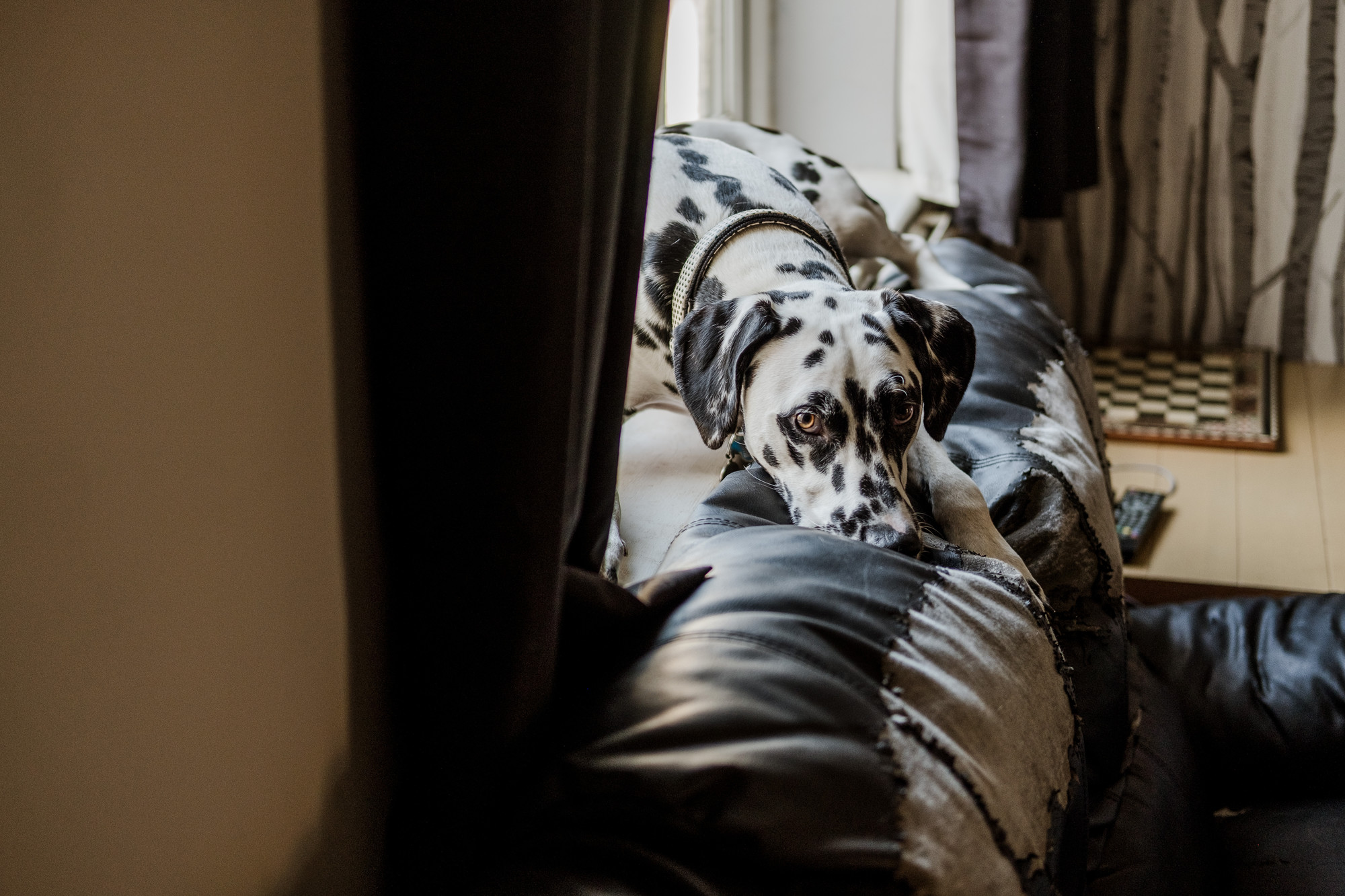 Dalmatian dog lying on back of sofa on windowsill looking sad