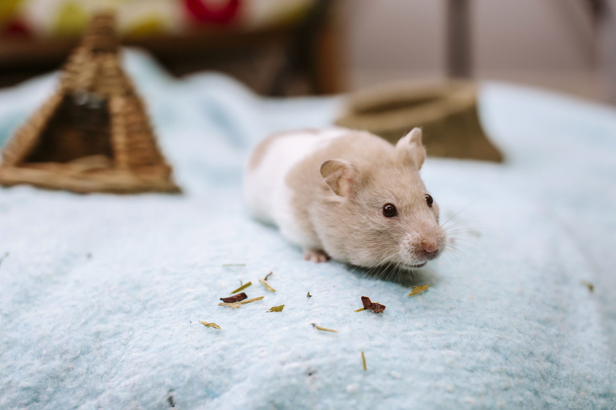 Frost the hamster at home