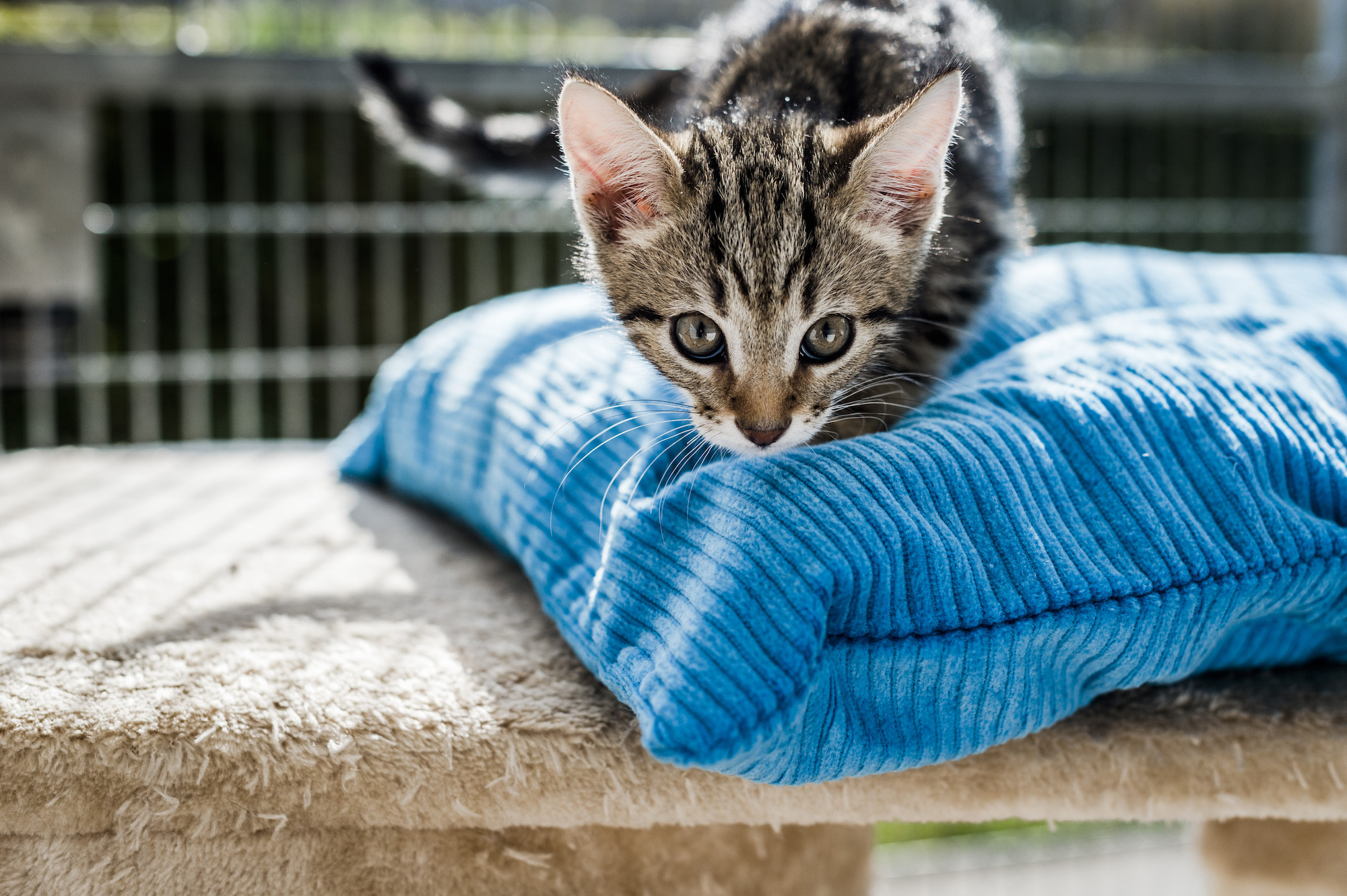 Blue cross cats for hot sale rehoming