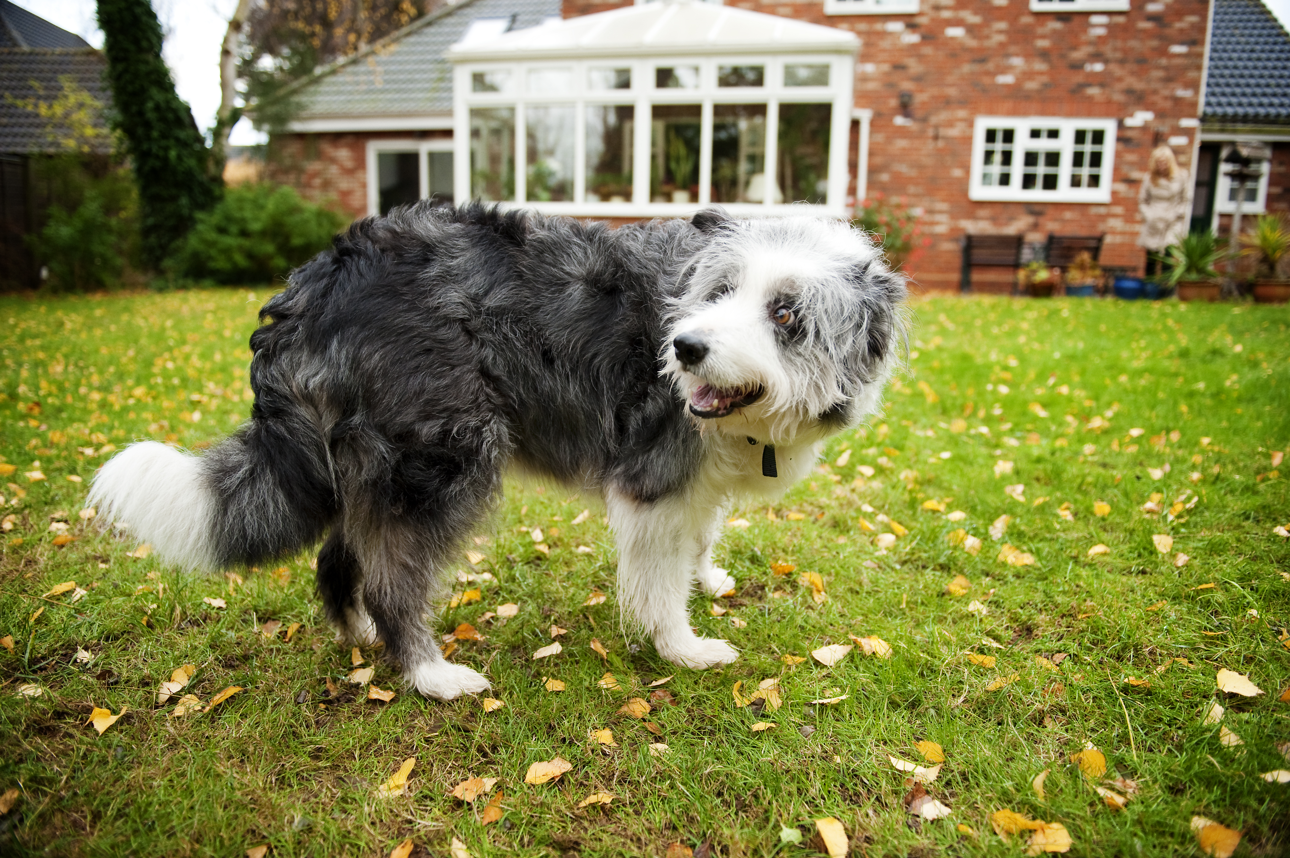 cosmos poisonous to dogs