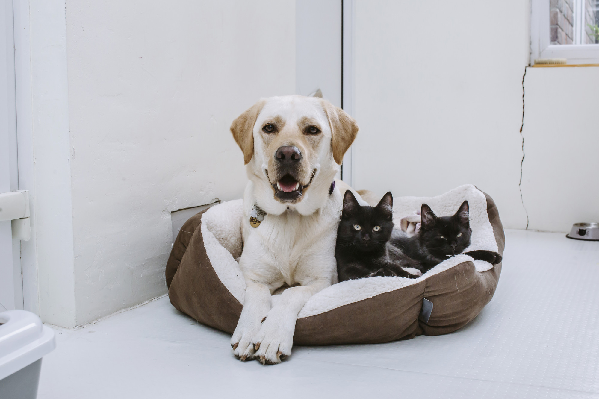 Golden labrador lying in dog bed with two black kittens