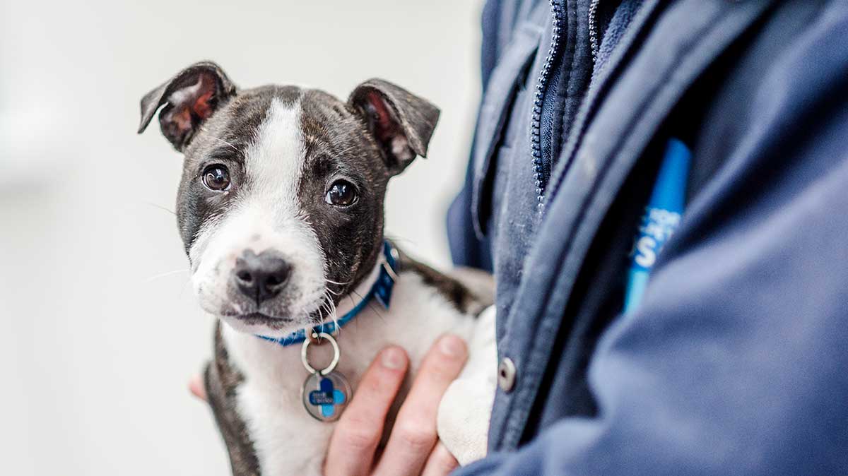 Puppy being held by a Blue Cross volunteer