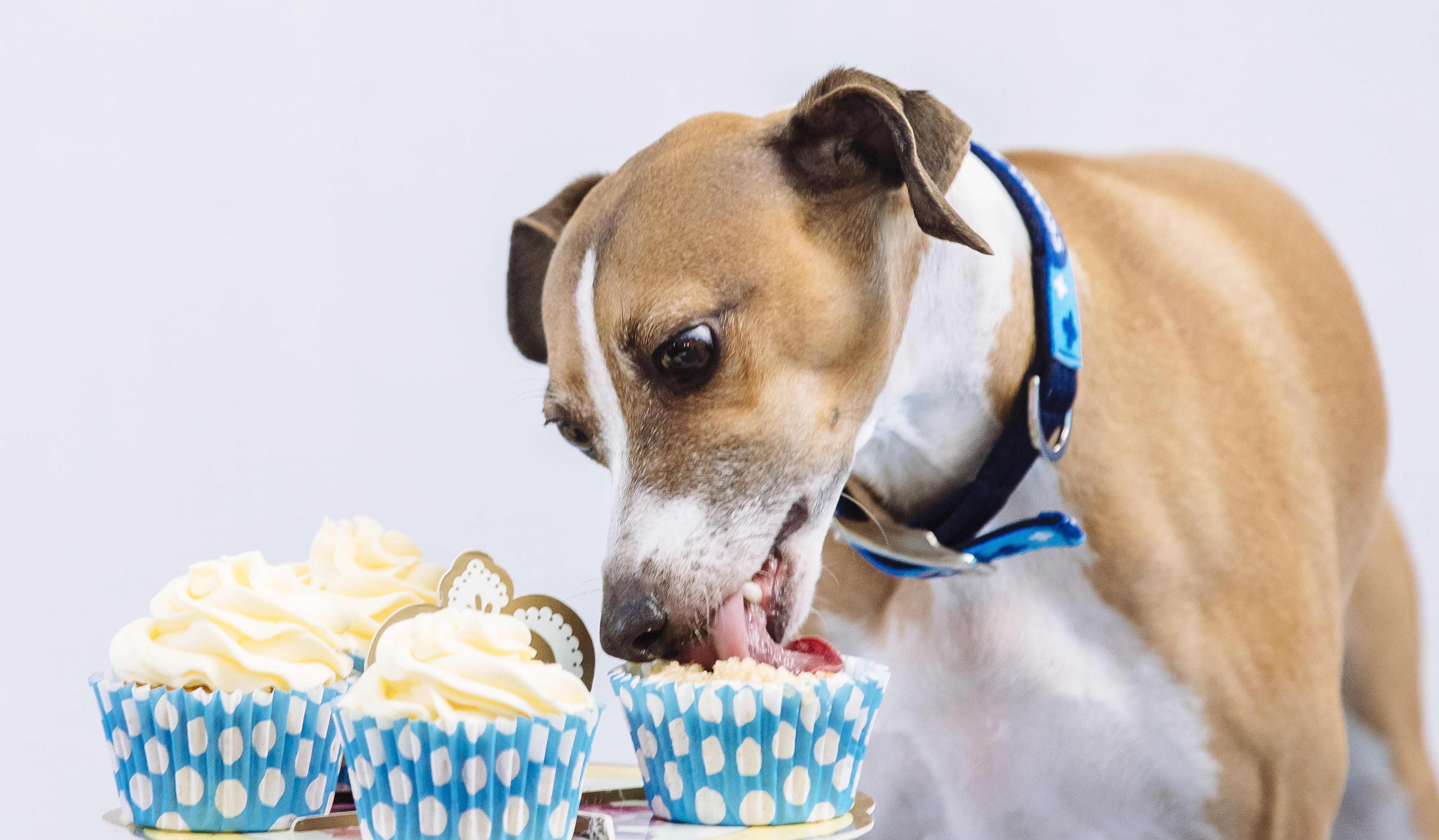 A lurcher type dog tucks into some dog-friendly cupcakes