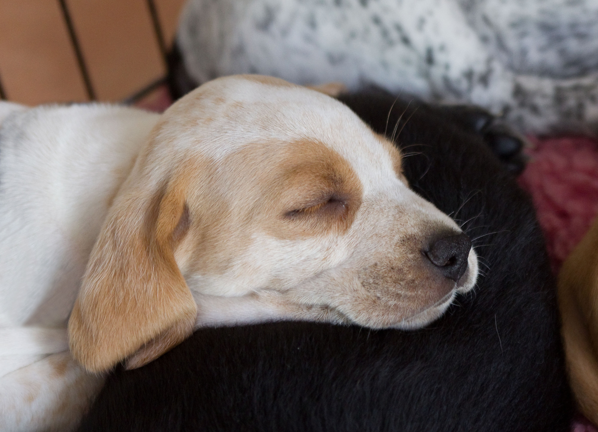 Puppy sleeping soundly