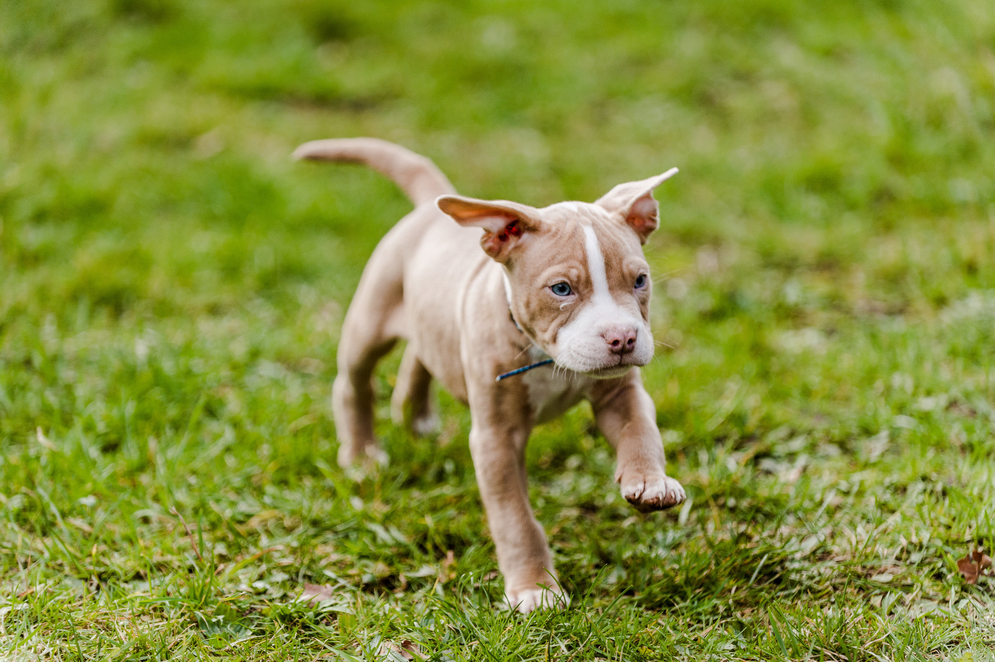 Puppy running in garden