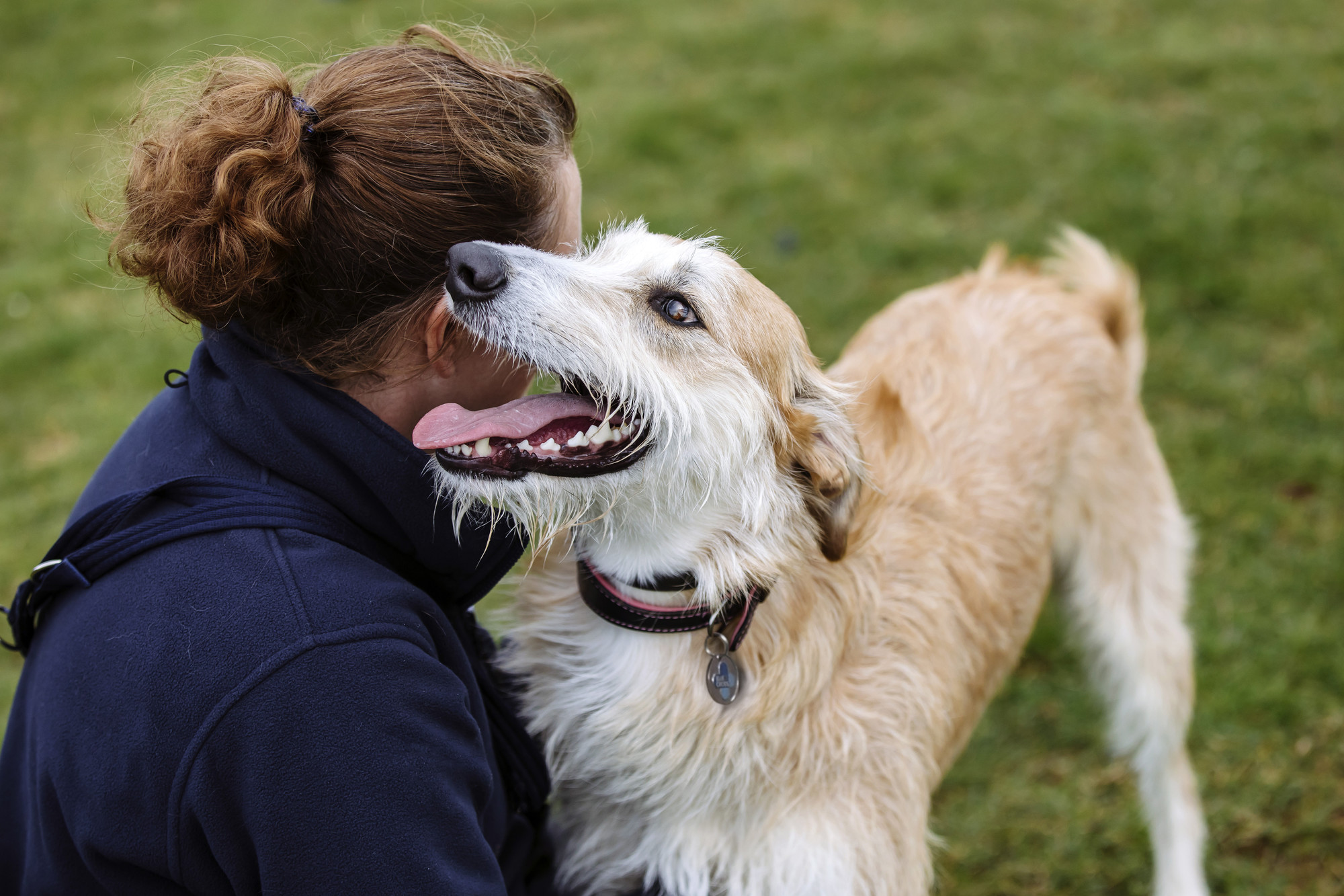 Rocky the lurcher at Burford rehoming centre