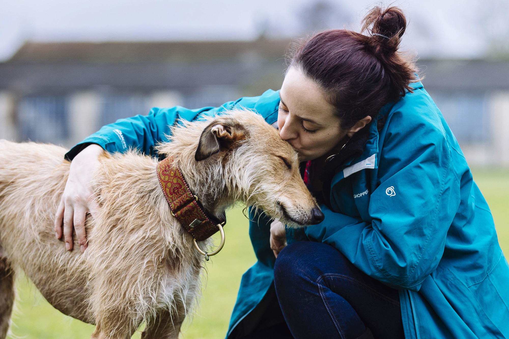 Lurcher leaning into woman kissing his head