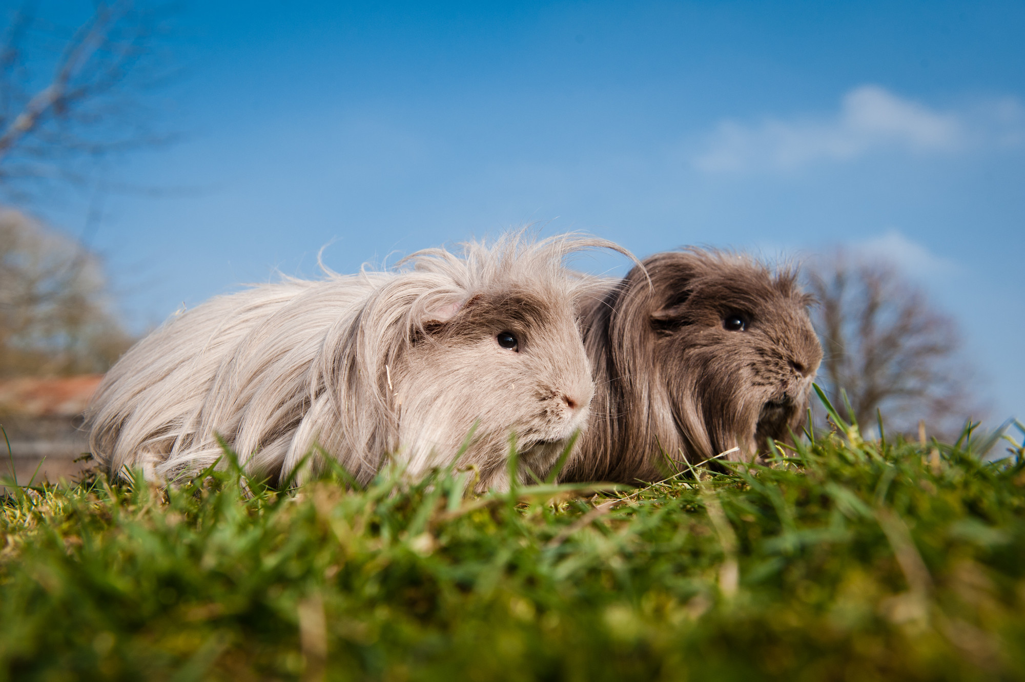 Two long haired guinea pigs on grass next to each other