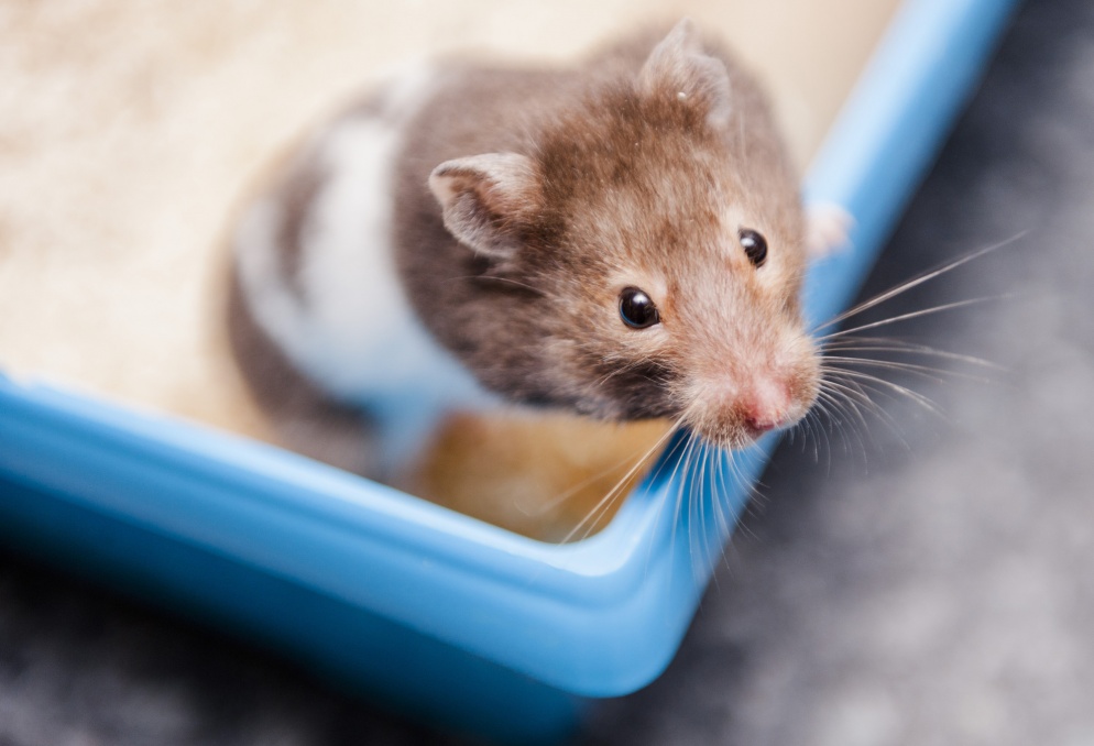 Hamster at our Burford rehoming centre