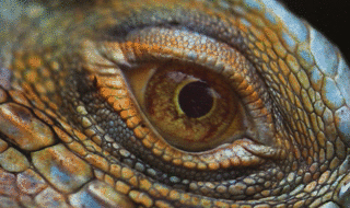 Iguana's eye moving