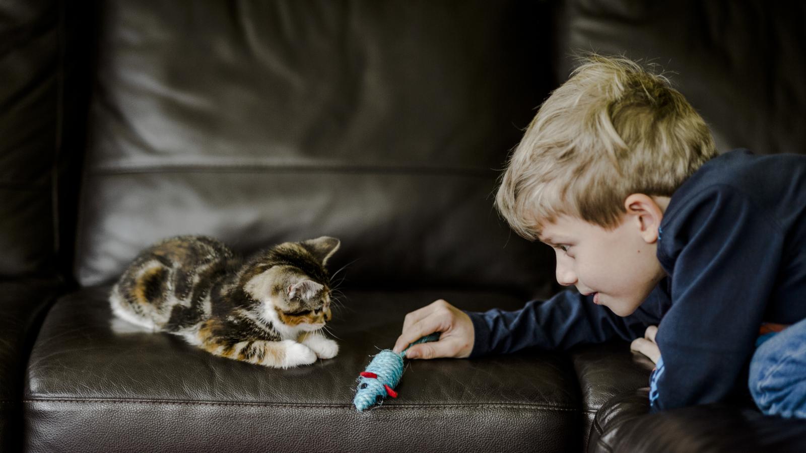 Young boy playing with kitten on sofa