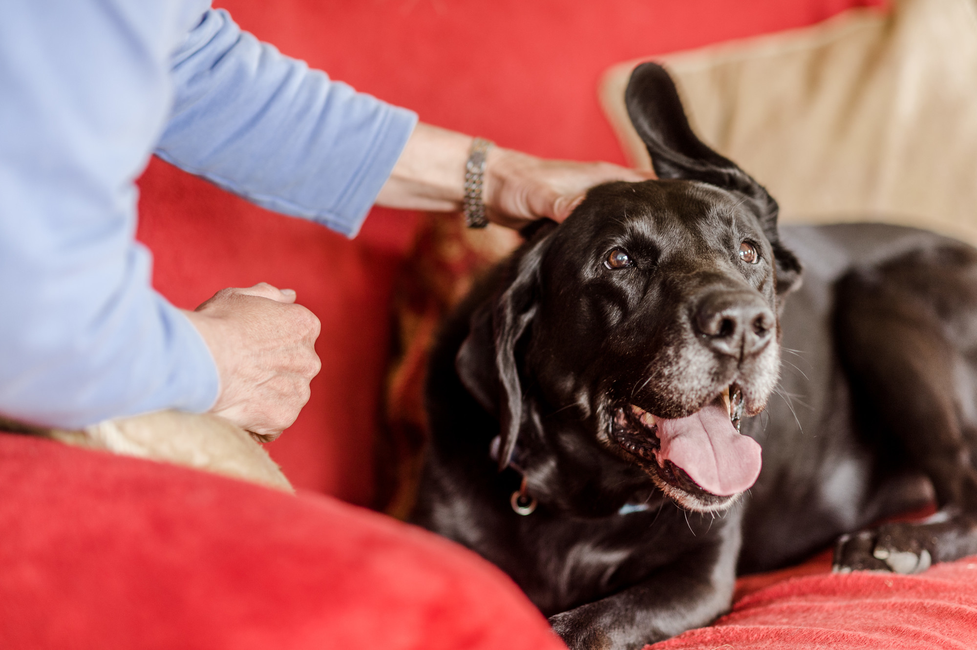 Labrador Jake getting a fuss while sitting on sofa