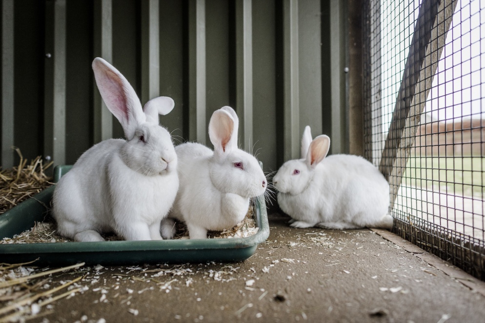 Three large white rabbits sit in a pen