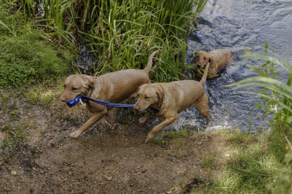 Three red fox Labradors emerge from the water's edge. Two are carrying a blue tug toy together in their mouths, while the third waits in the water behind them.