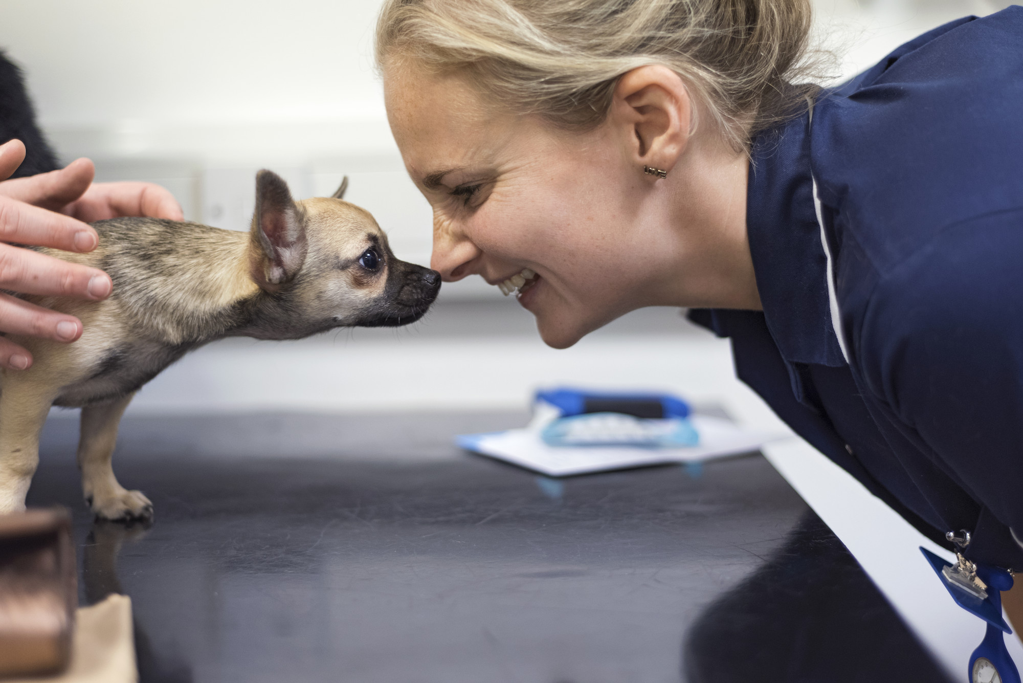 Chihuahua touching noses with vet nurse