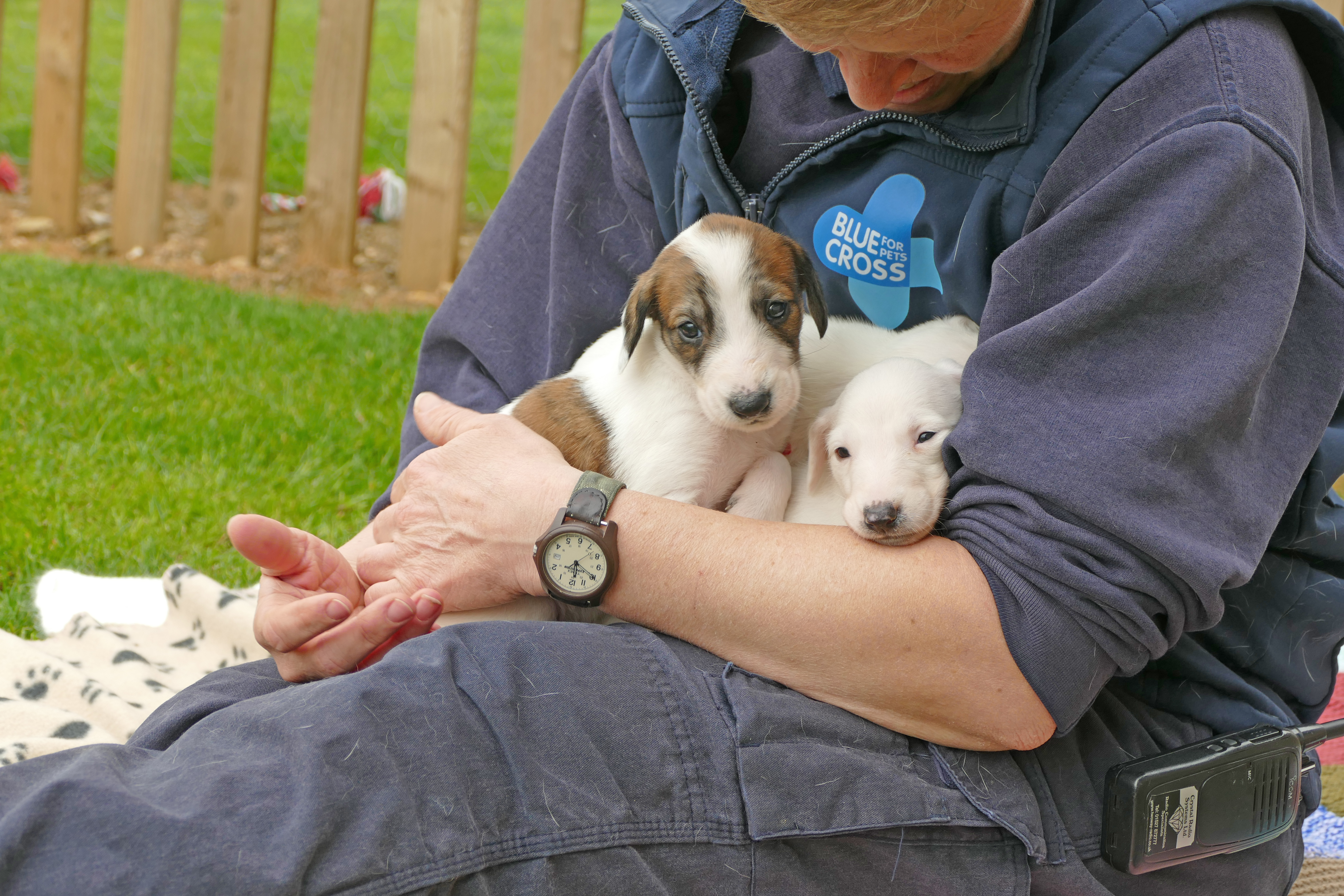 Puppies on Blue Cross team member's lap